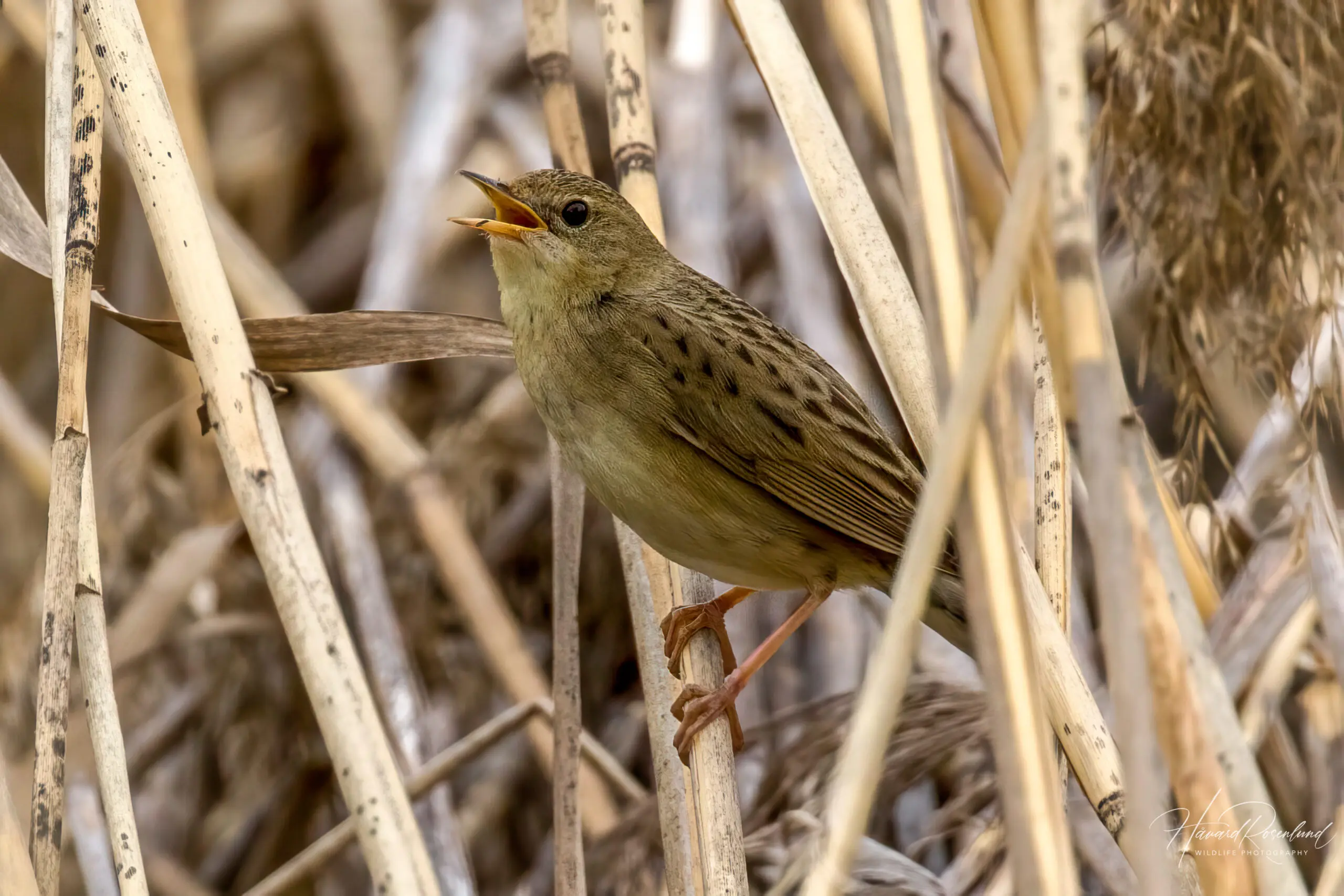 Common Grasshopper Warbler @ Fornebu, Norway. Photo: Håvard Rosenlund