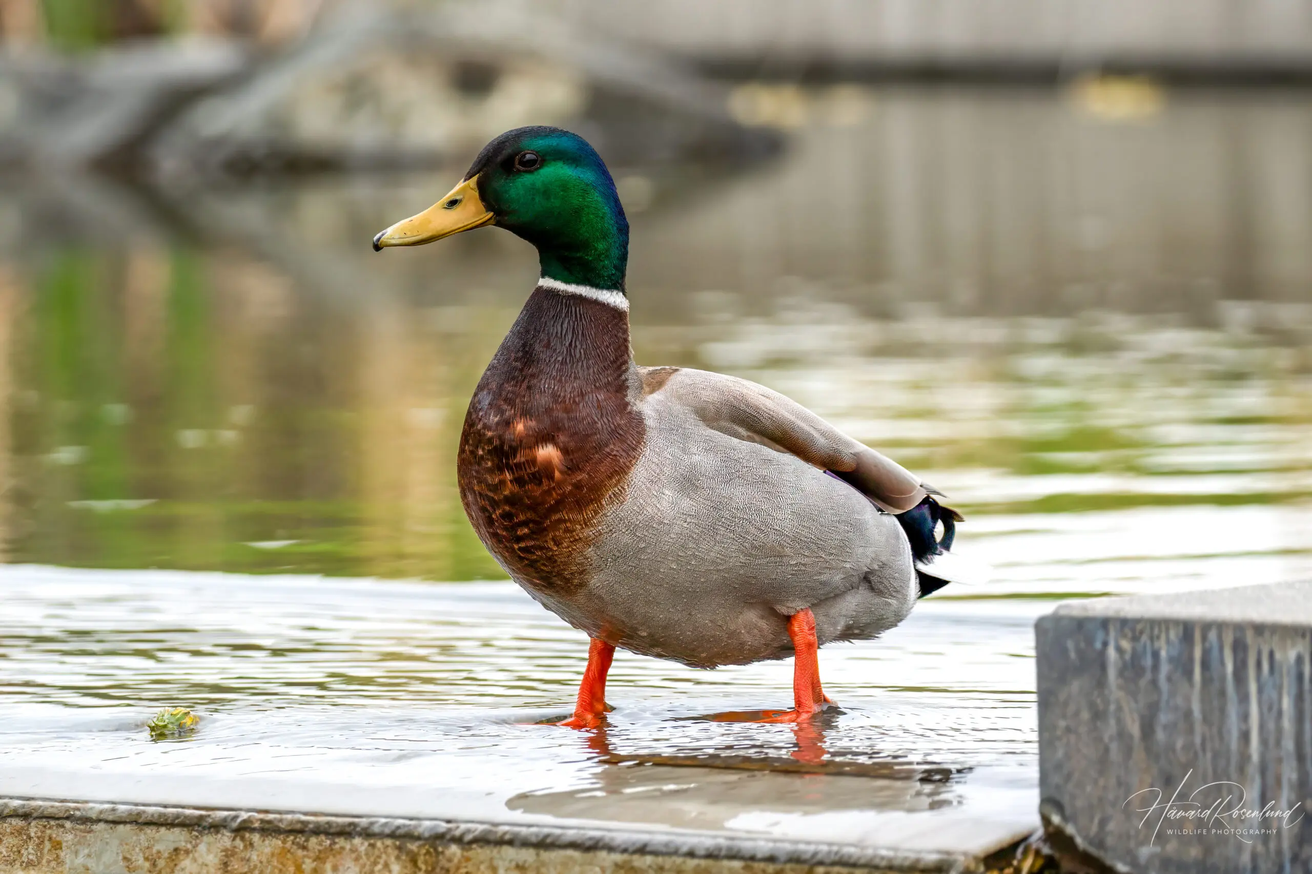 Mallard @ Nansenparken, Fornebu, Norway. Photo: Håvard Rosenlund