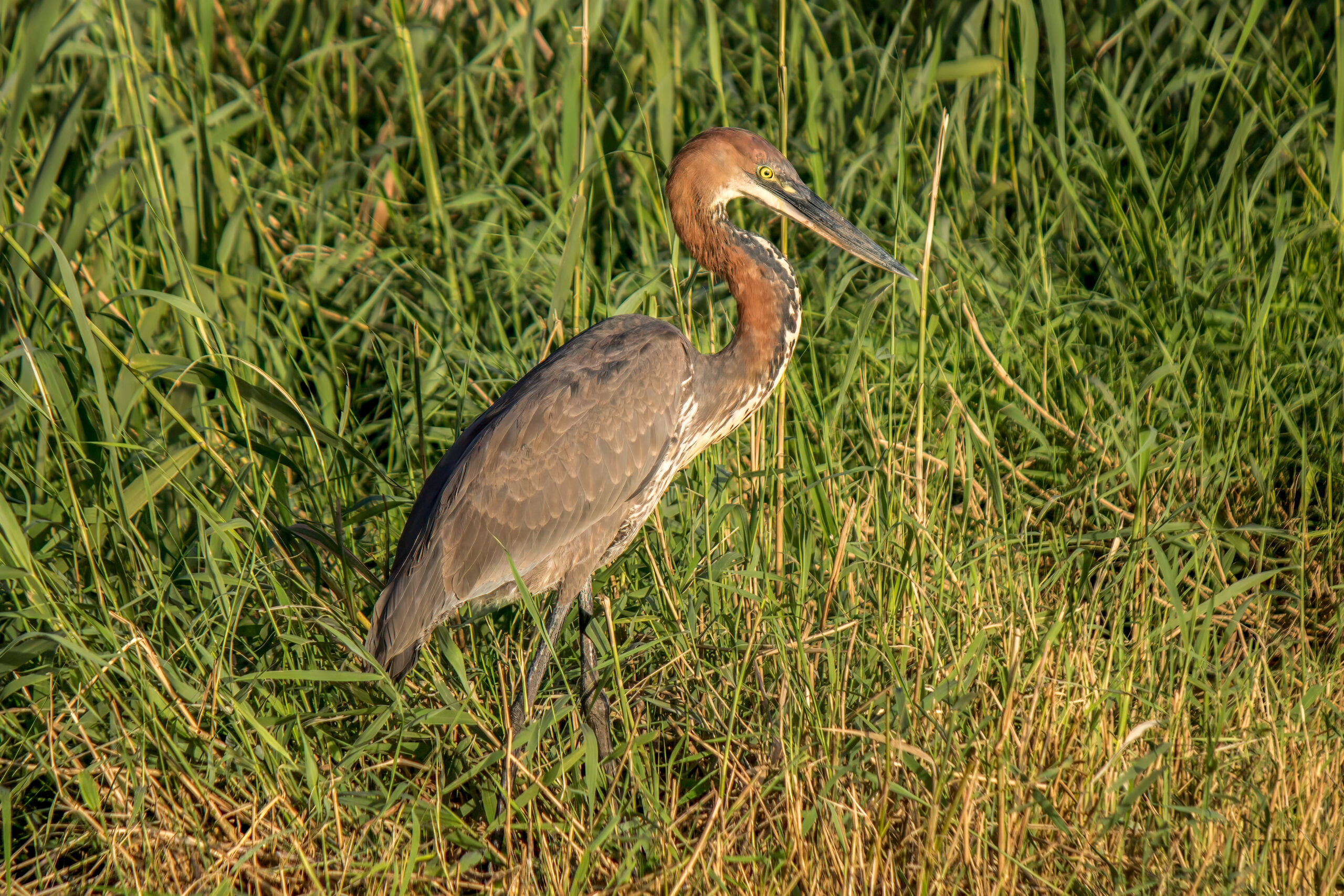 Goliath Heron (Ardea goliath) @ St Lucia Estuary, South Africa. Photo: Håvard Rosenlund