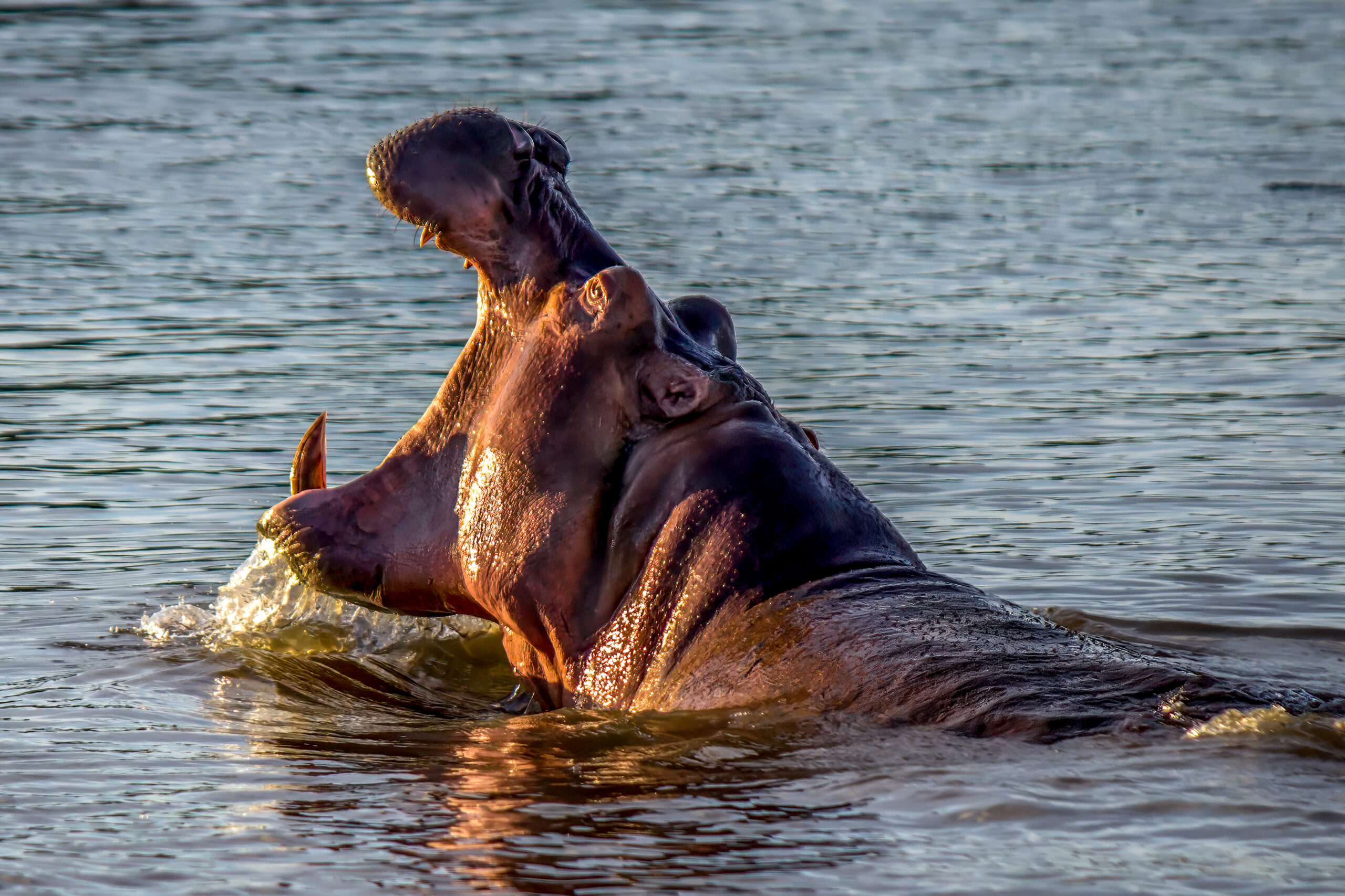 Hippopotamus (Hippopotamus amphibius) @ St Lucia Estuary, South Africa. Photo: Håvard Rosenlund