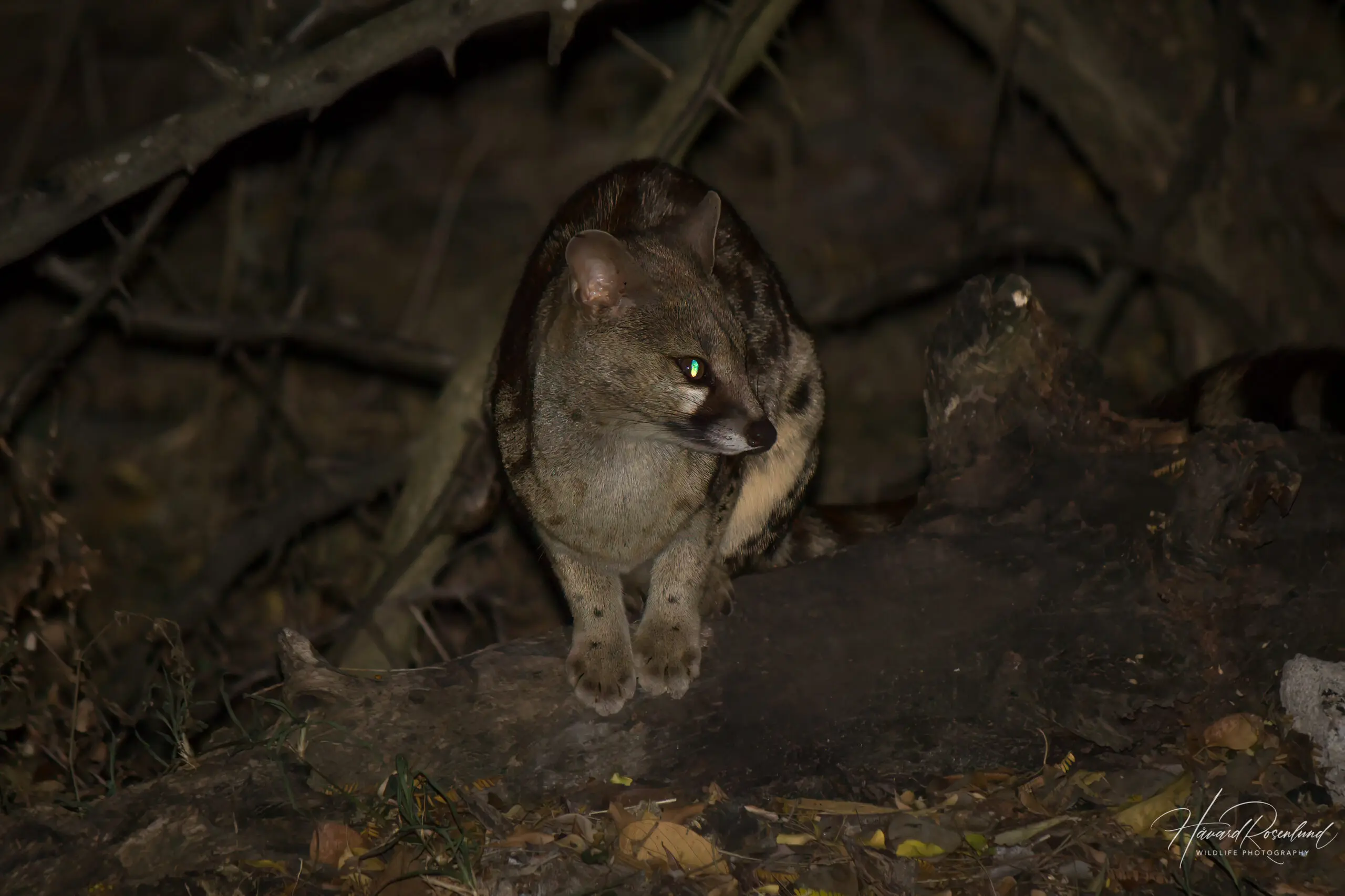 Rusty-spotted Genet @ Hluhluwe-iMfolozi Park. Photo: Håvard Rosenlund