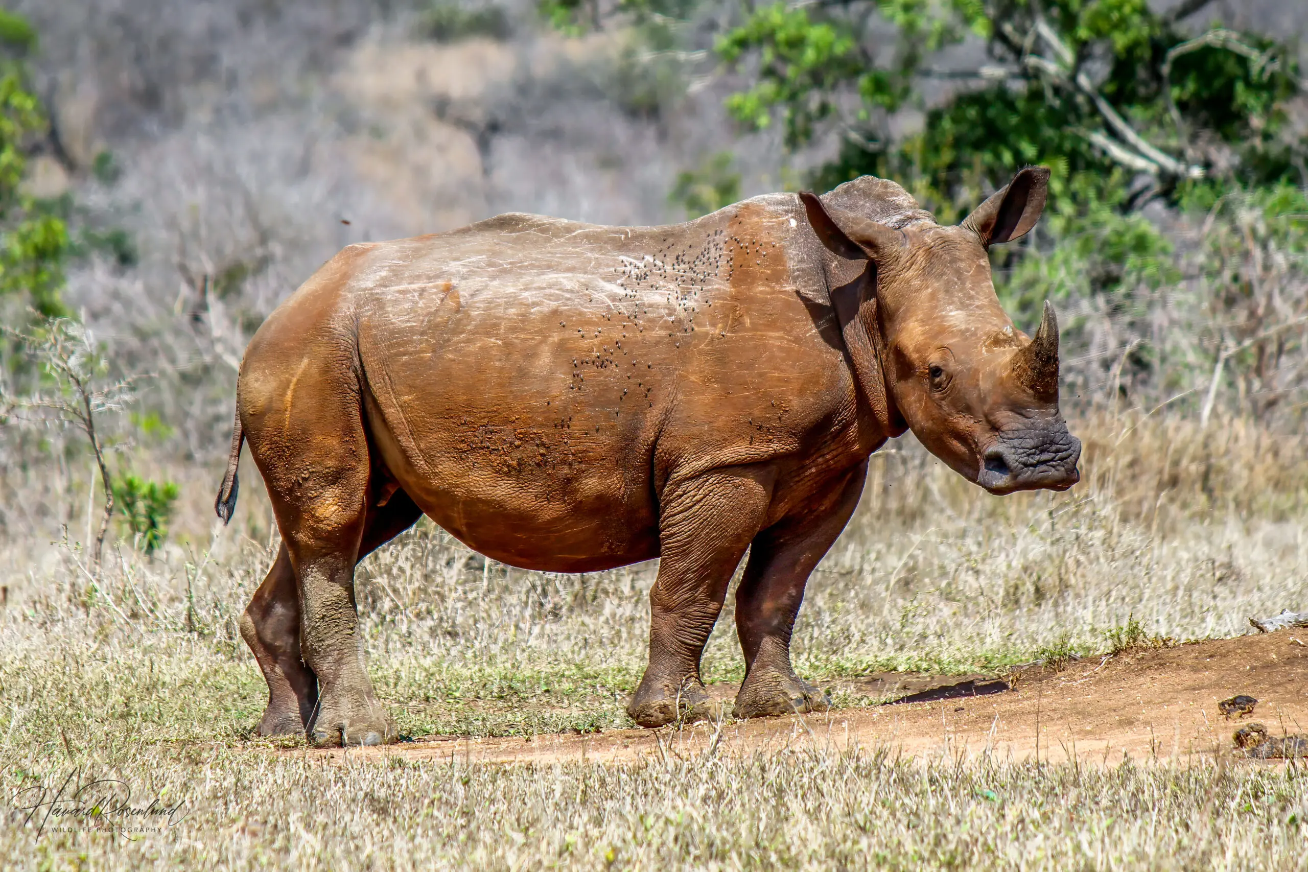 White Rhinoceros @ Hluhluwe-iMfolozi Park. Photo: Håvard Rosenlund