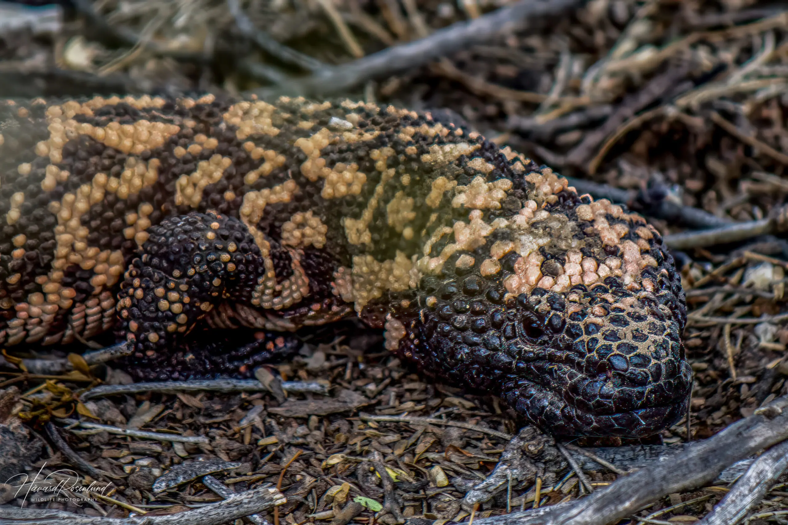 Gila Monster @ Sonoran Desert, Arizona