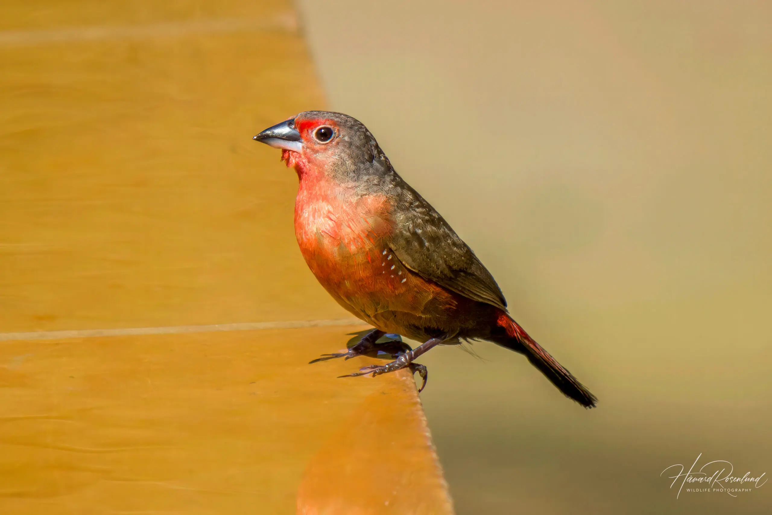 African Firefinch @ Thanda Private Game Reserve. Photo: Håvard Rosenlund