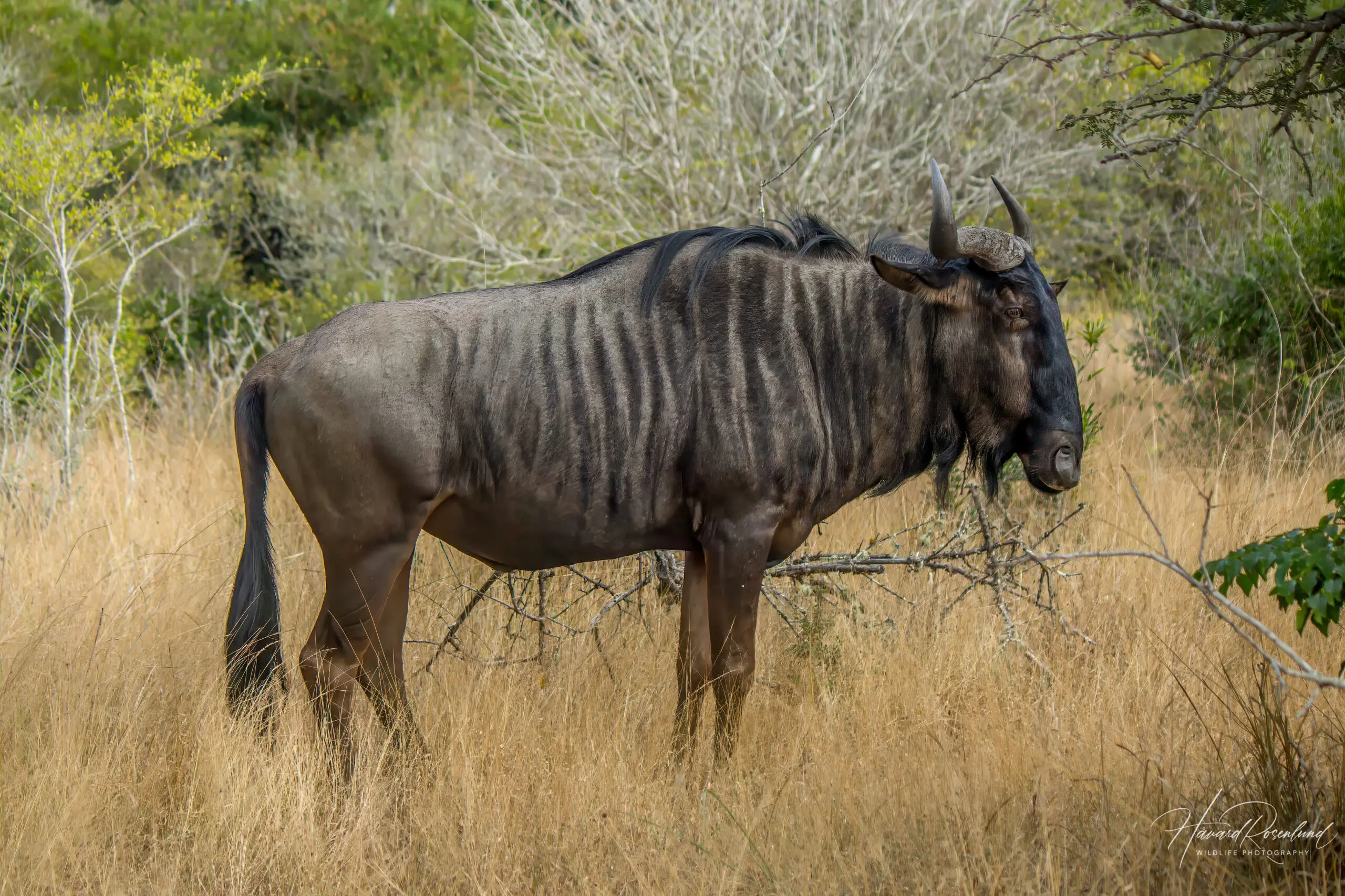 Blue Wildebeest @ Tembe Elephant Park. Photo: Håvard Rosenlund