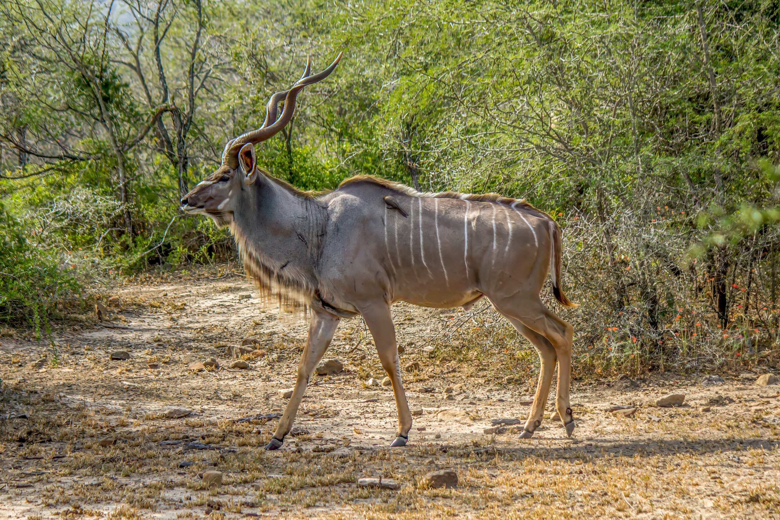 Stor Kudu (Tragelaphus strepsiceros) @ Hluhluwe-iMfolozi Park, Sør-Afrika. Foto: Håvard Rosenlund
