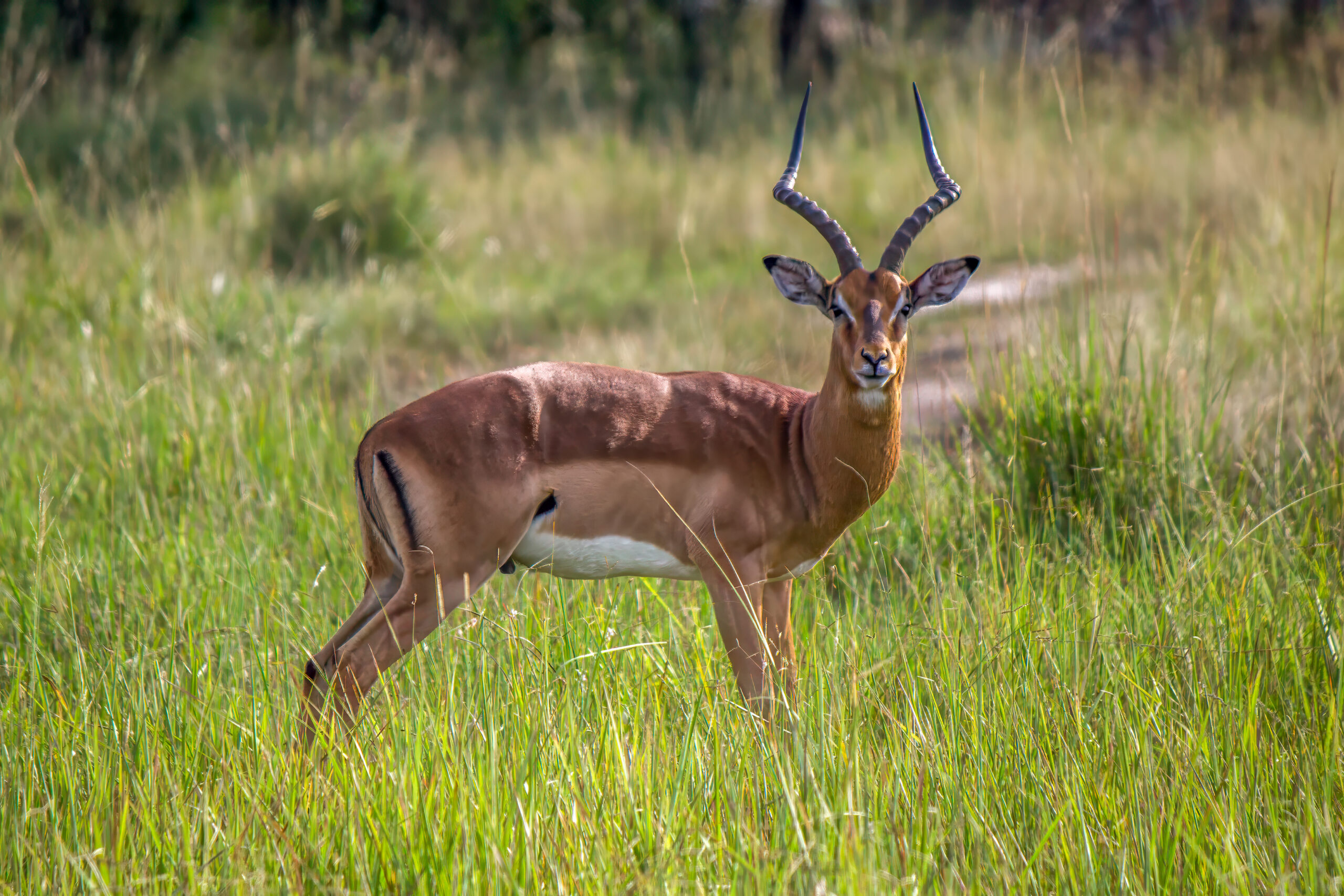 Impala (Aepyceros melampus) @ Tembe Elephant Park, South Africa. Photo: Håvard Rosenlund