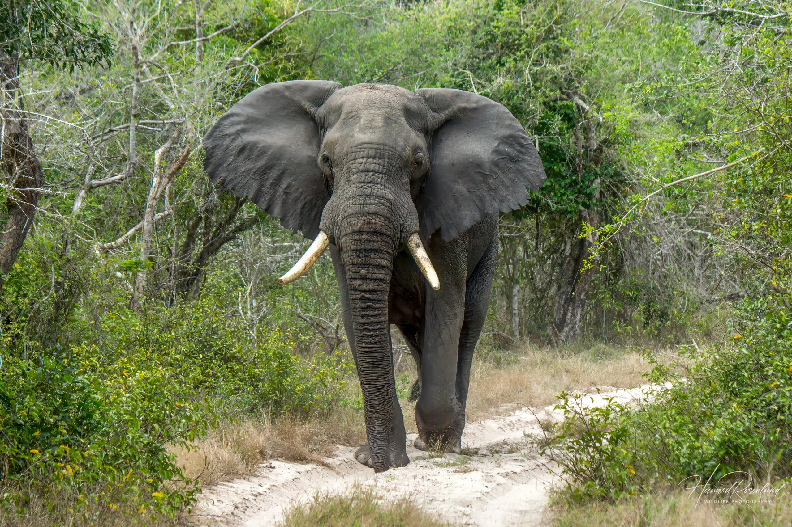 African Bush Elephant @ Tembe Elephant Park. Photo: Håvard Rosenlund