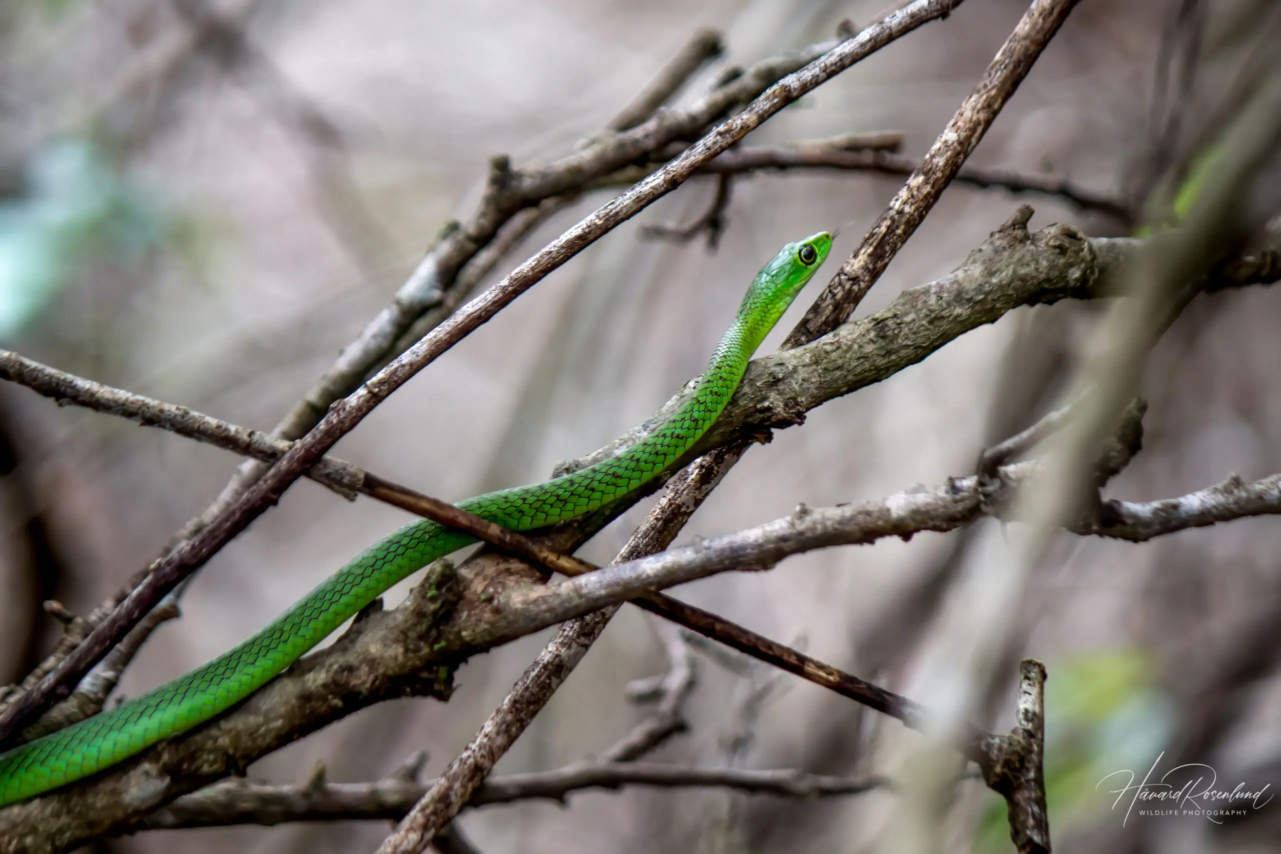 Natal Green Snake @ Tembe Elephant Park, South Africa. Photo: Håvard Rosenlund