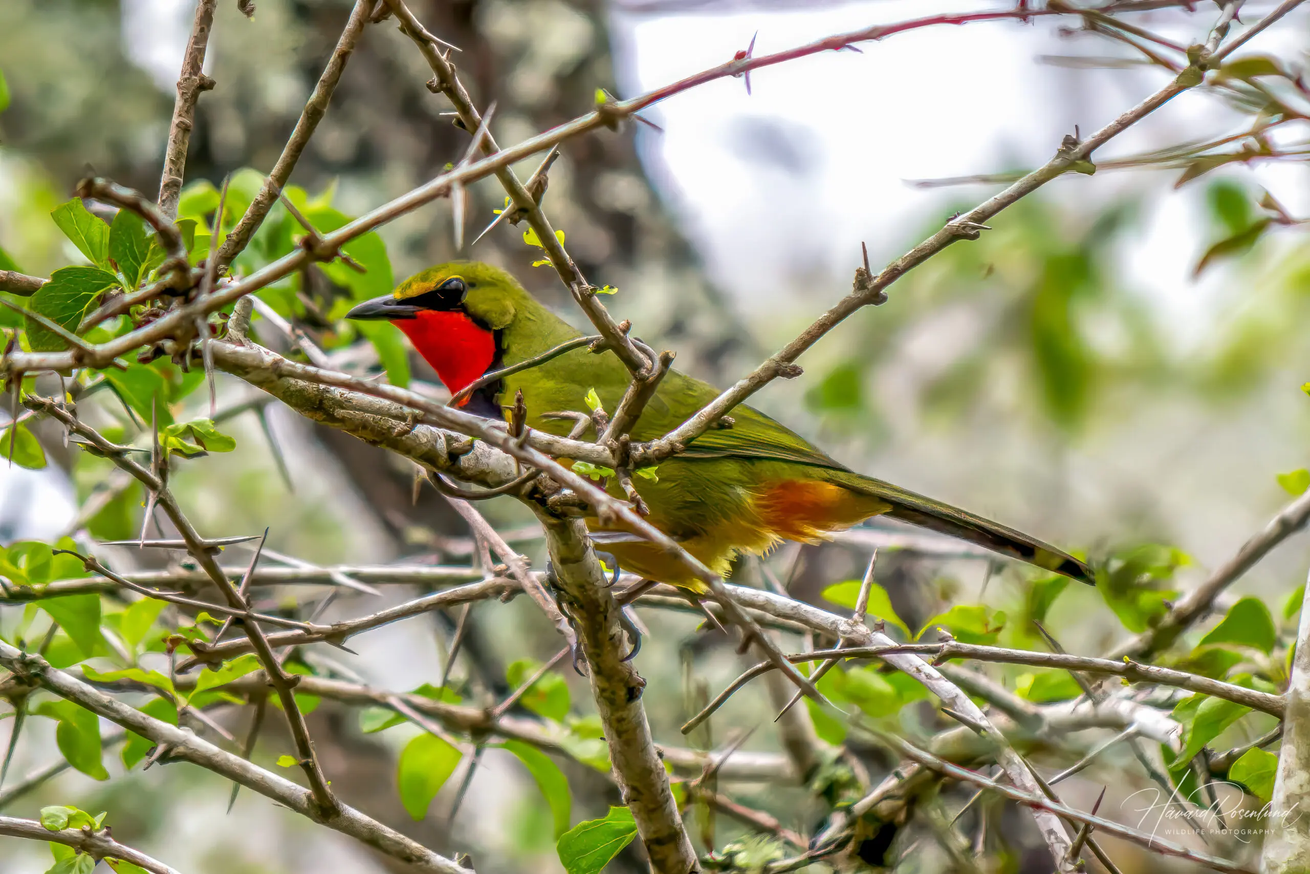 Gorgeous Bushshrike @ Tembe Elephant Park. Photo: Håvard Rosenlund