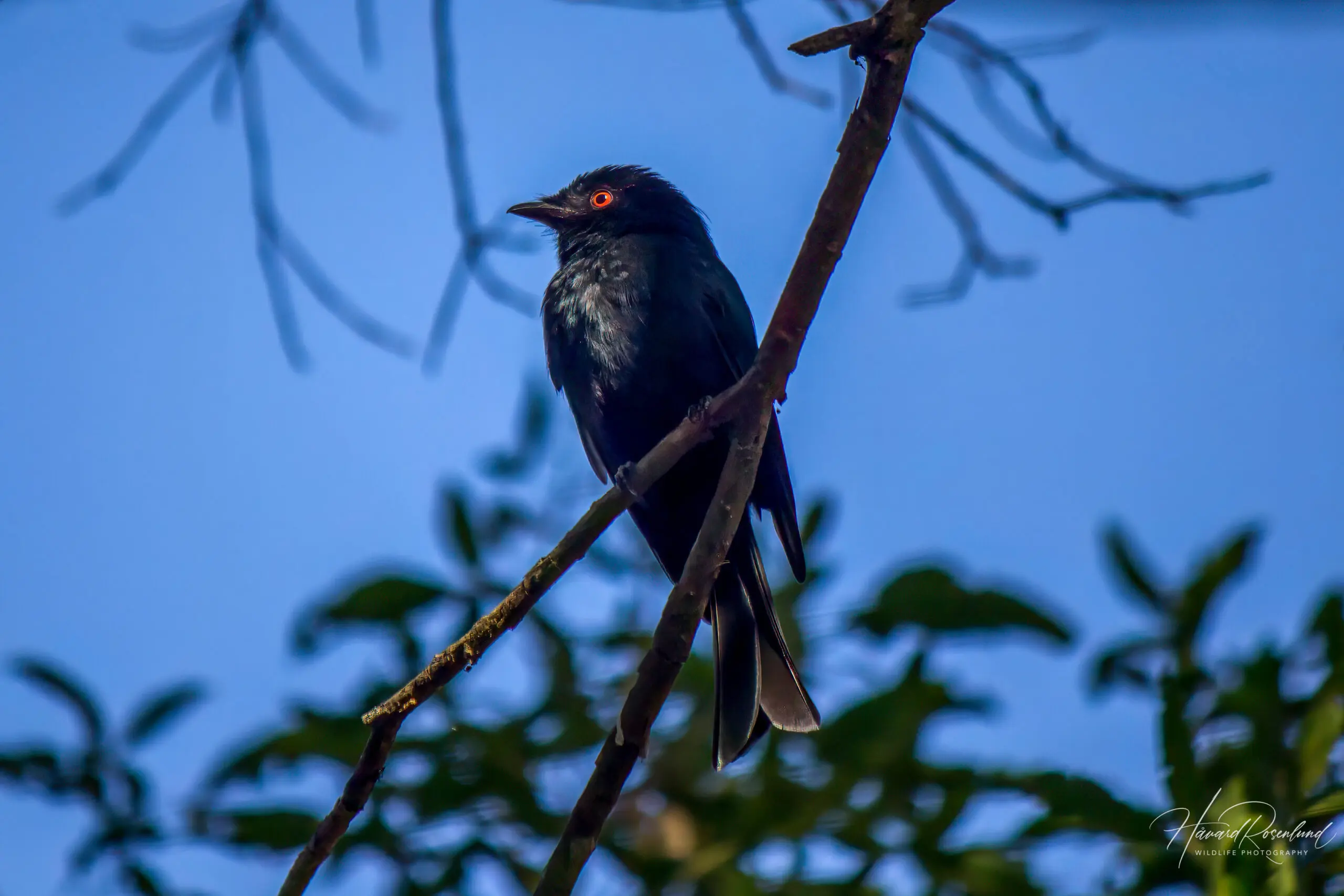 Square-tailed Drongo @ Tembe Elephant Park, South Africa. Photo: Håvard Rosenlund