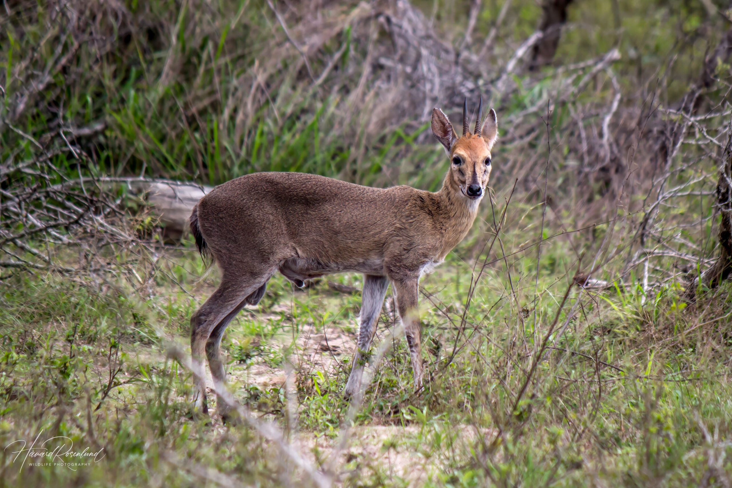 Common Duiker @ Tembe Elephant Park. Photo: Håvard Rosenlund