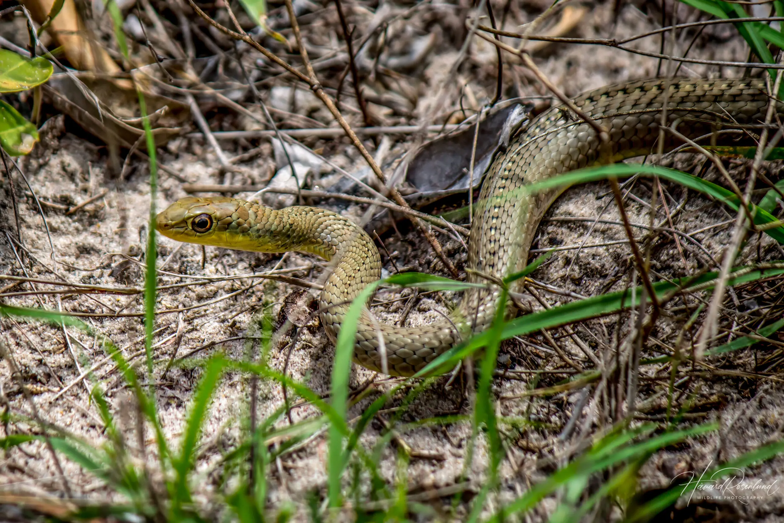 Short-snouted Grass Snake @ Tembe Elephant Park, South Africa. Photo: Håvard Rosenlund