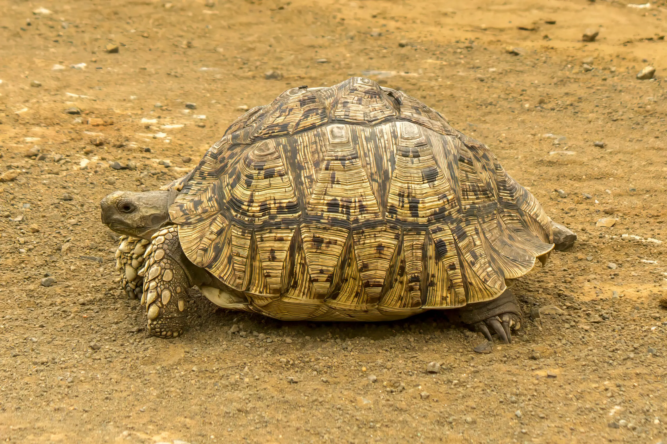 Leopard Tortoise (Stigmochelys pardalis) @ Munyawana Game Reserve, South Africa. Photo: Håvard Rosenlund