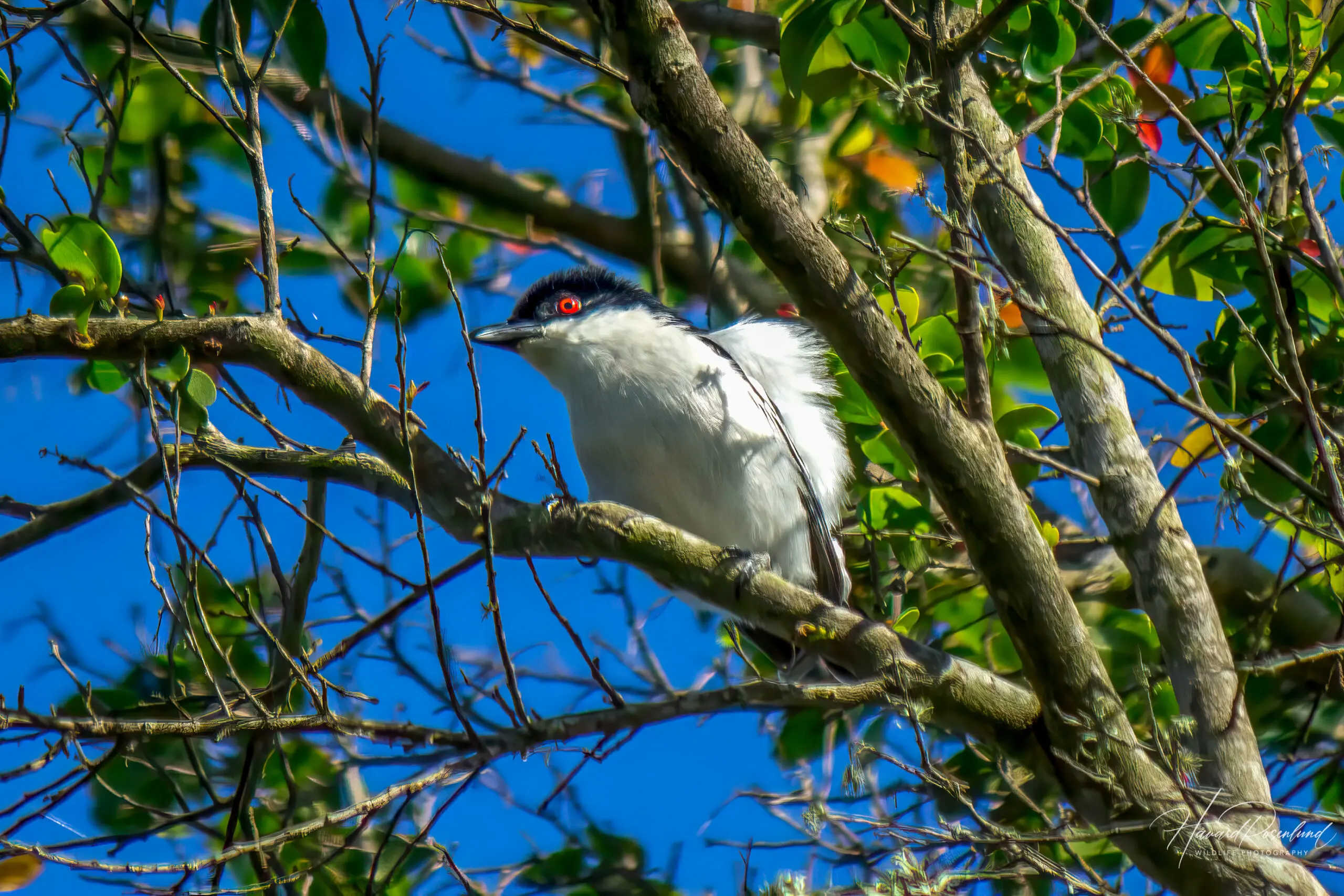 Black-backed Puffback @ Eastern Shores – iSimangaliso Wetland Park. Photo: Håvard Rosenlund