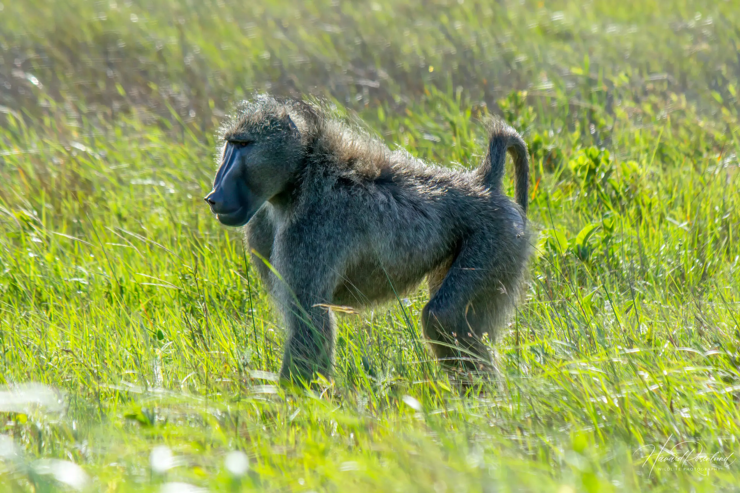 Chacma Baboon @ Eastern Shores - iSimangaliso Wetland Park. Photo: Håvard Rosenlund