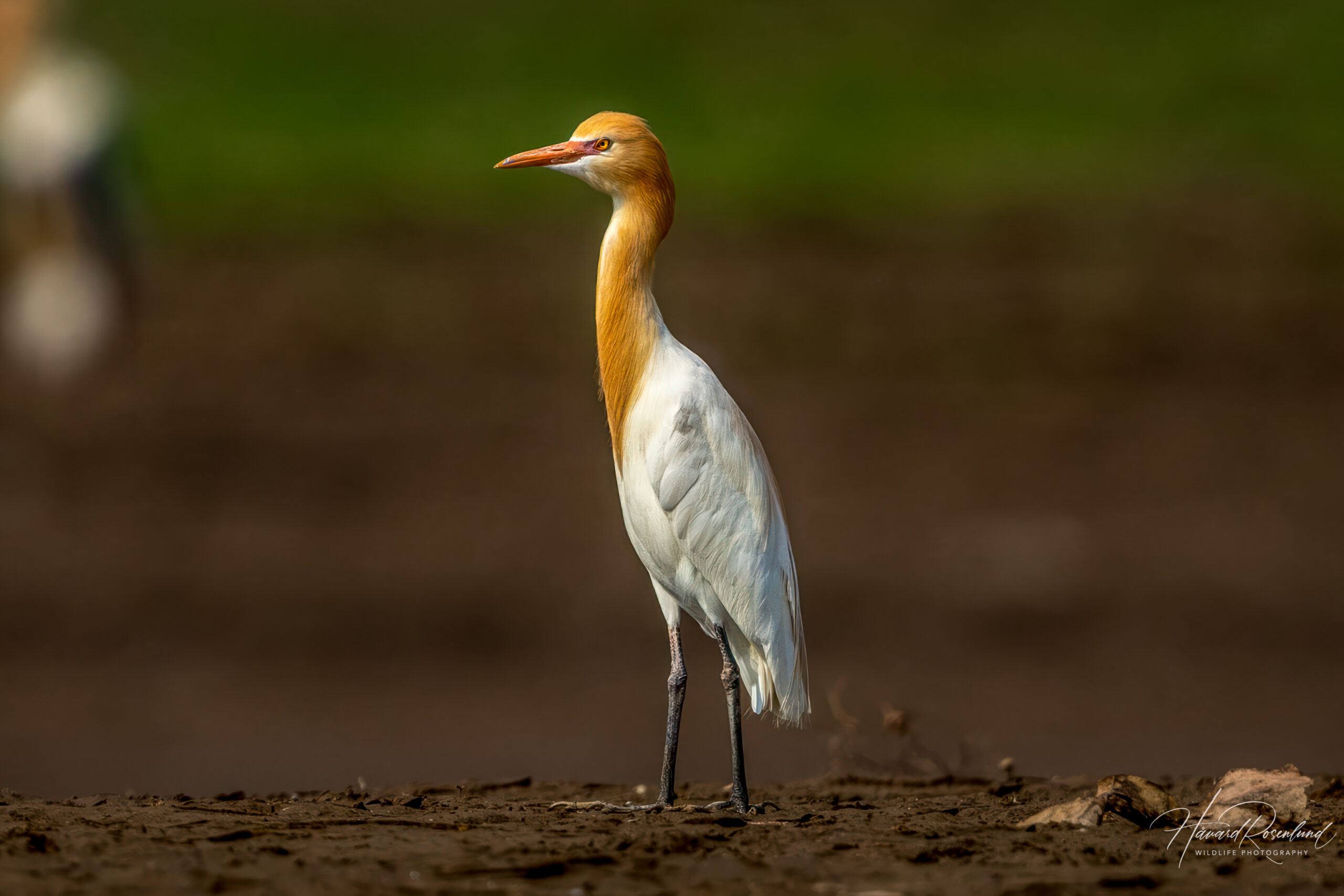 Eastern Cattle Egret @ Satpura National Park, India. Photo: Håvard Rosenlund