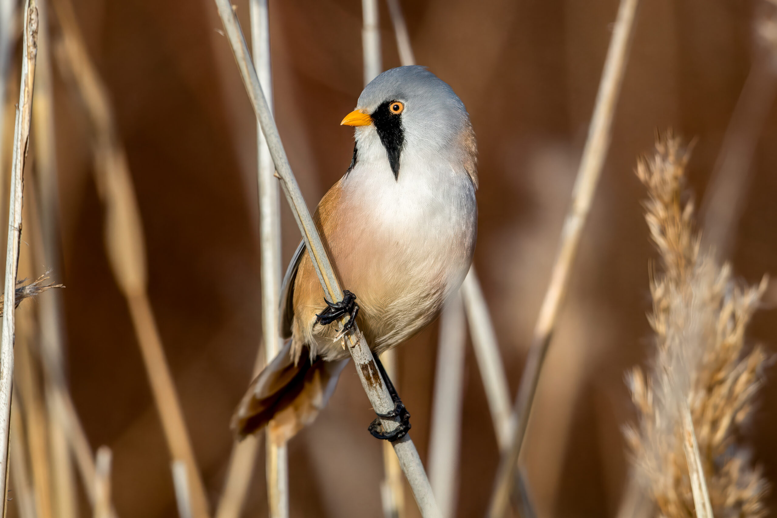 Skjeggmeis (Panurus biarmicus) @ Fornebu. Foto: Håvard Rosenlund