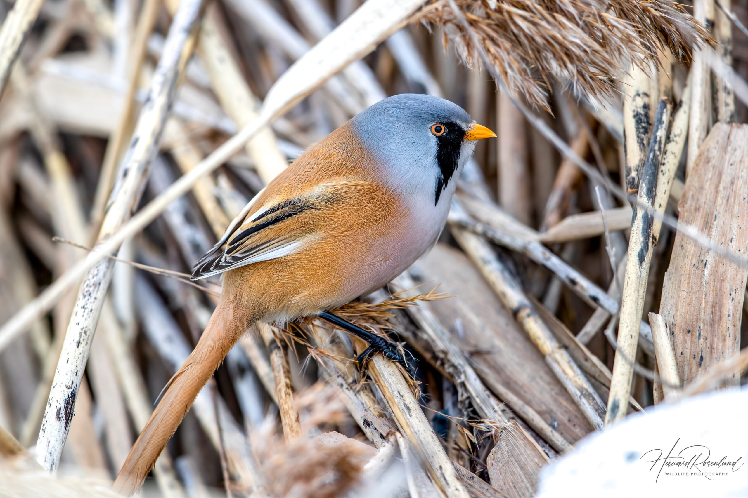 Bearded Reedling (Panurus biarmicus) | Wildlife Vagabond