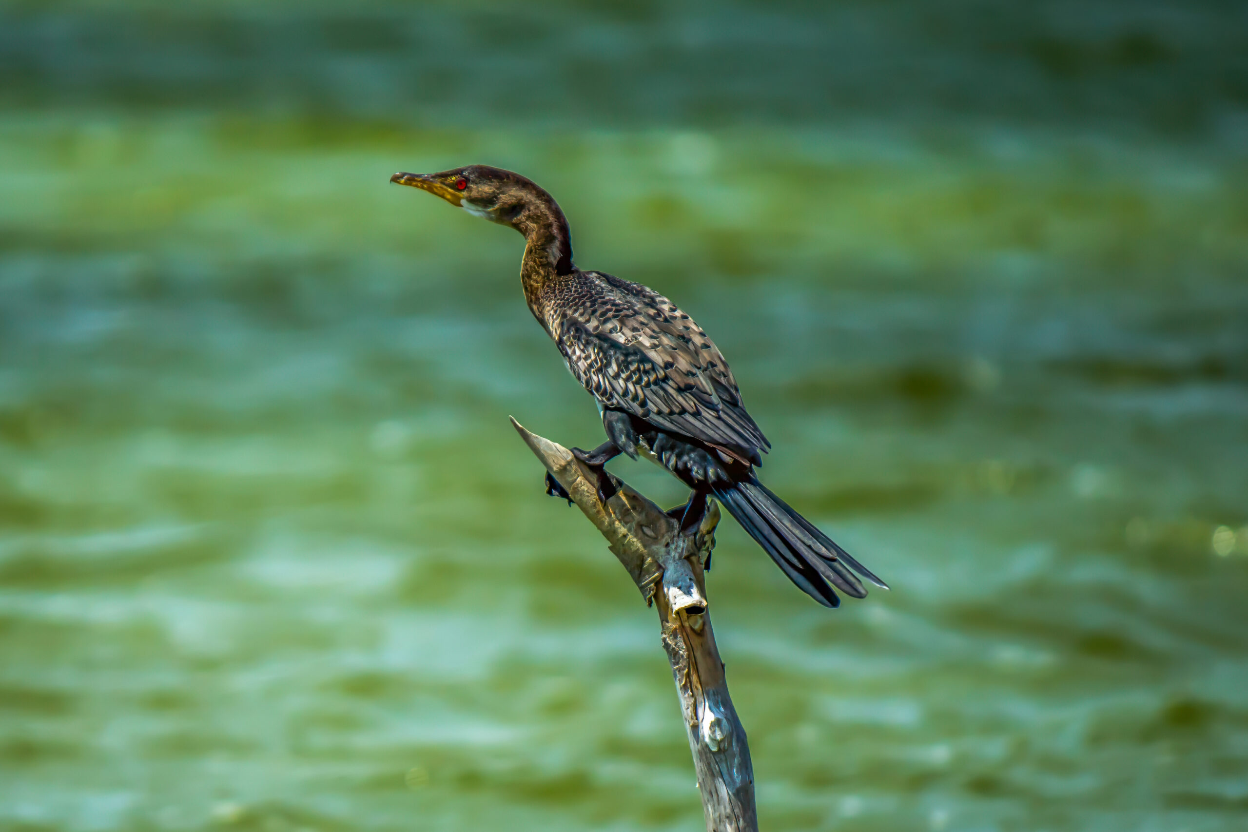 Long-tailed Cormorant (Microcarbo africanus) @ Kosi Bay - iSimangaliso Wetland Park, South Africa. Photo: Håvard Rosenlund