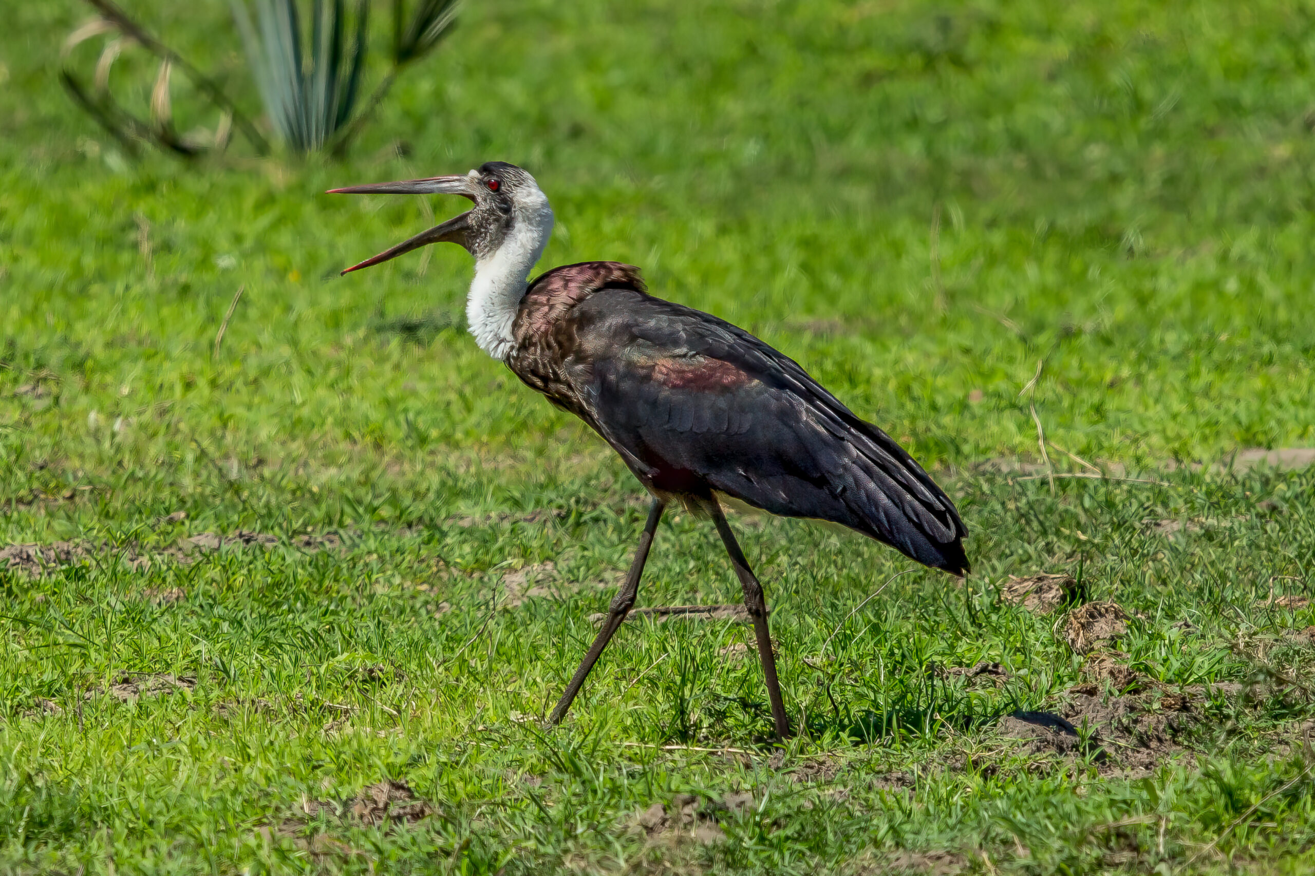 African Woolly-necked Stork (Ciconia microscelis) @ Tembe Elephant Park, South Africa. Photo: Håvard Rosenlund