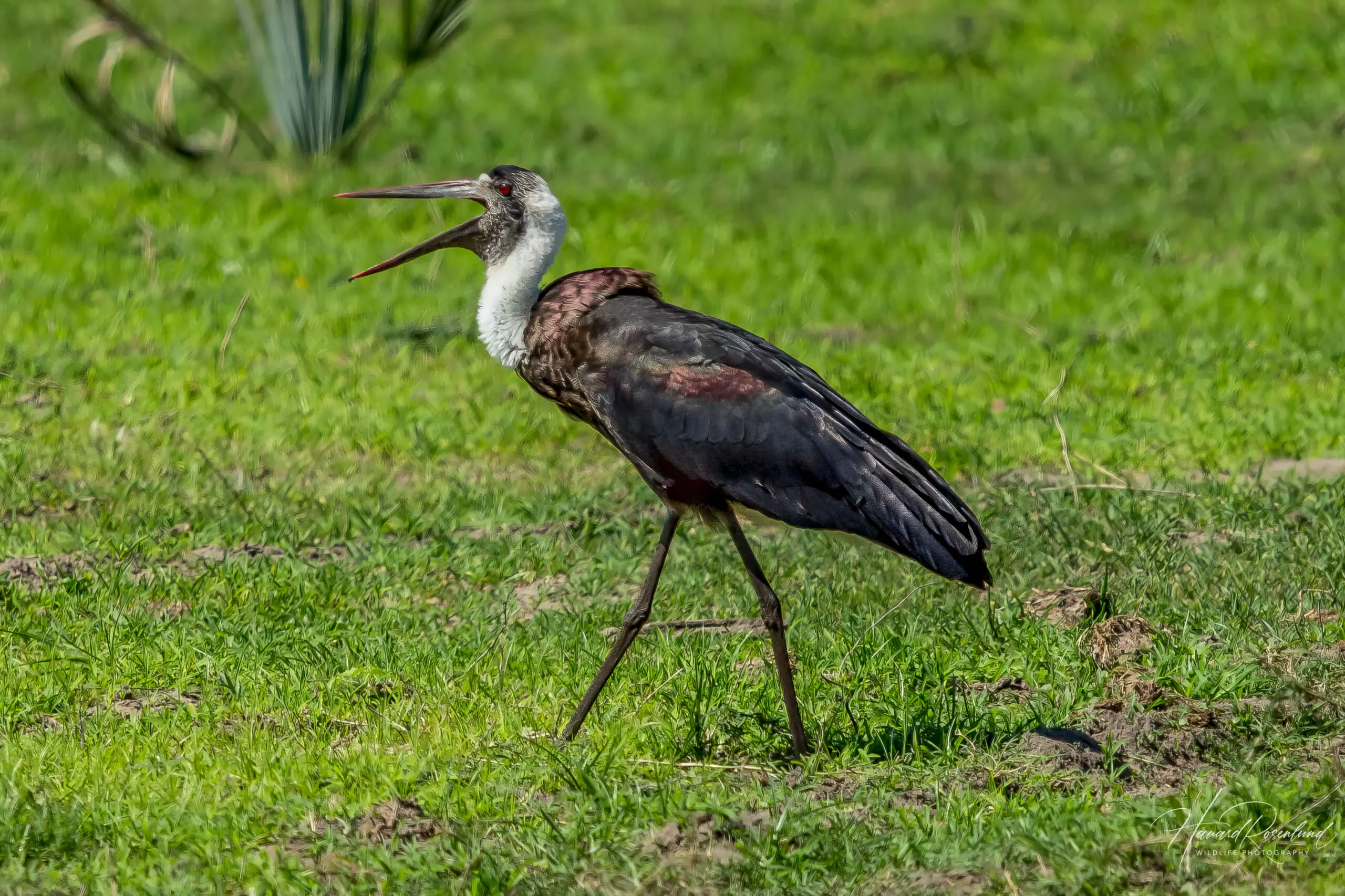 African Woolly-necked Stork @ Tembe Elephant Park, South Africa. Photo: Håvard Rosenlund