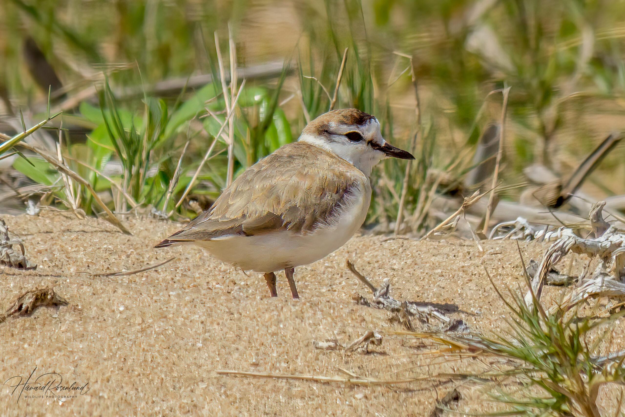 White-fronted Plover @ St Lucia Estuary, South Africa. Photo: Håvard Rosenlund