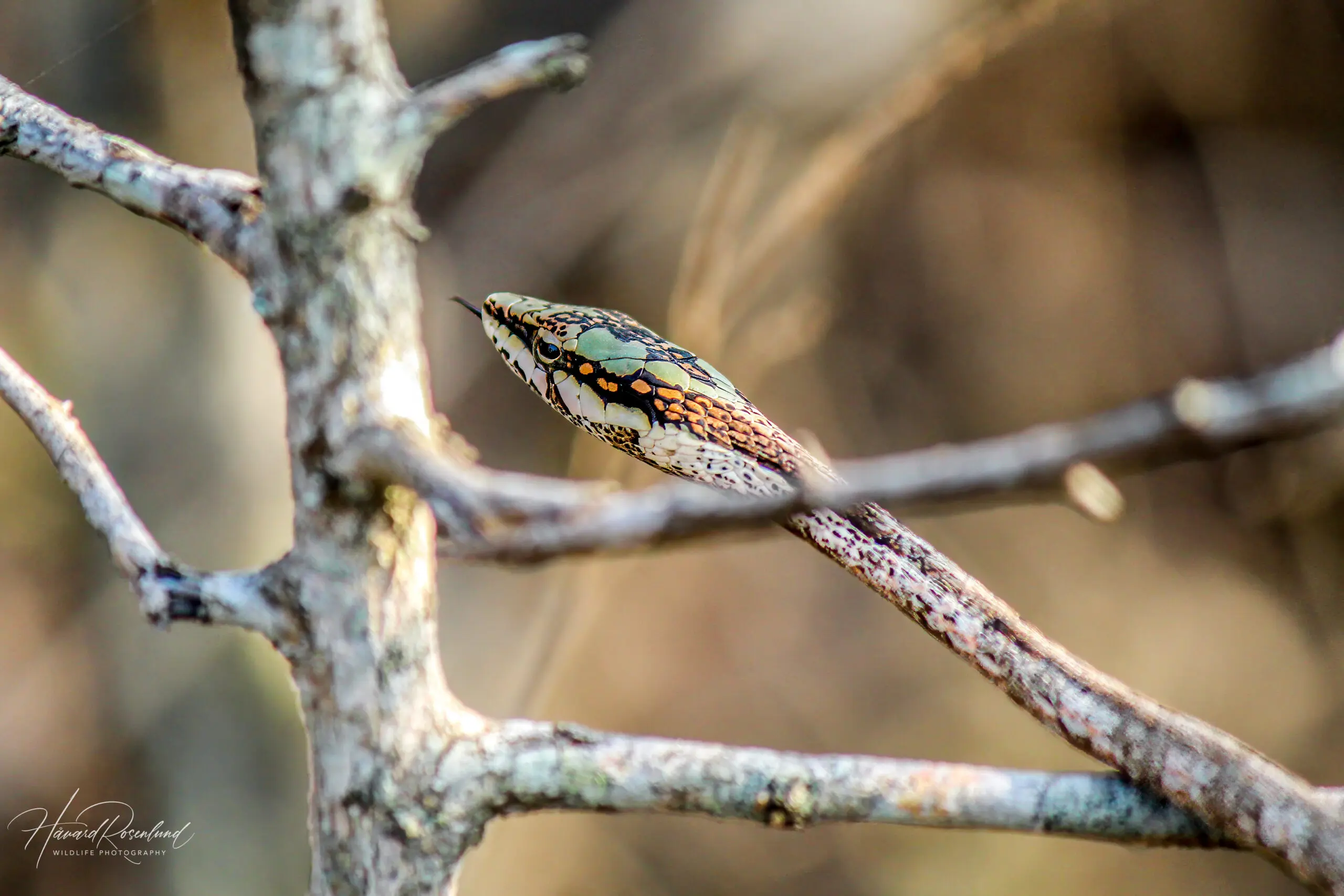 Savanna Vine Snake @ Thanda Private Game Reserve, South Africa. Photo: Håvard Rosenlund