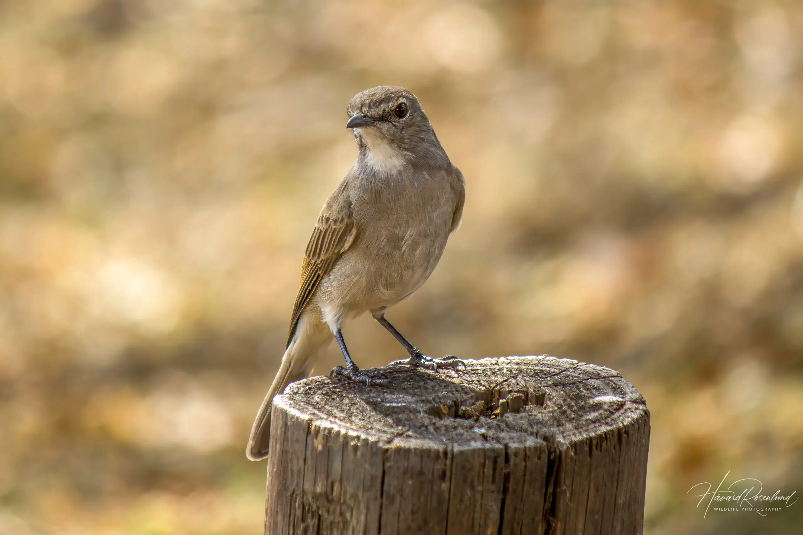 Pale Flycatcher @ Tembe Elephant Park, South Africa. Photo: Håvard Rosenlund