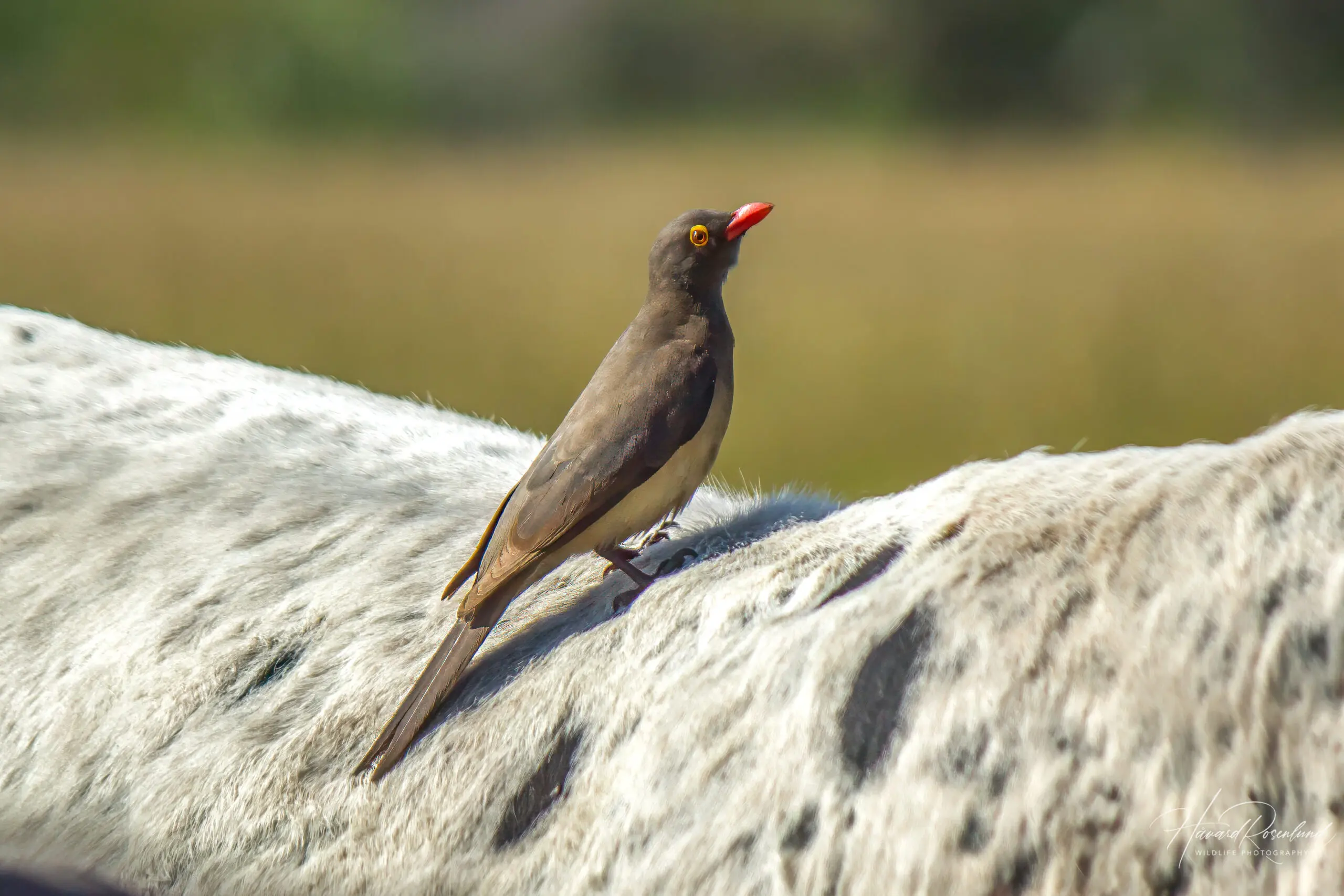 Red-billed Oxpecker @ Tembe Elephant Park, South Africa. Photo: Håvard Rosenlund