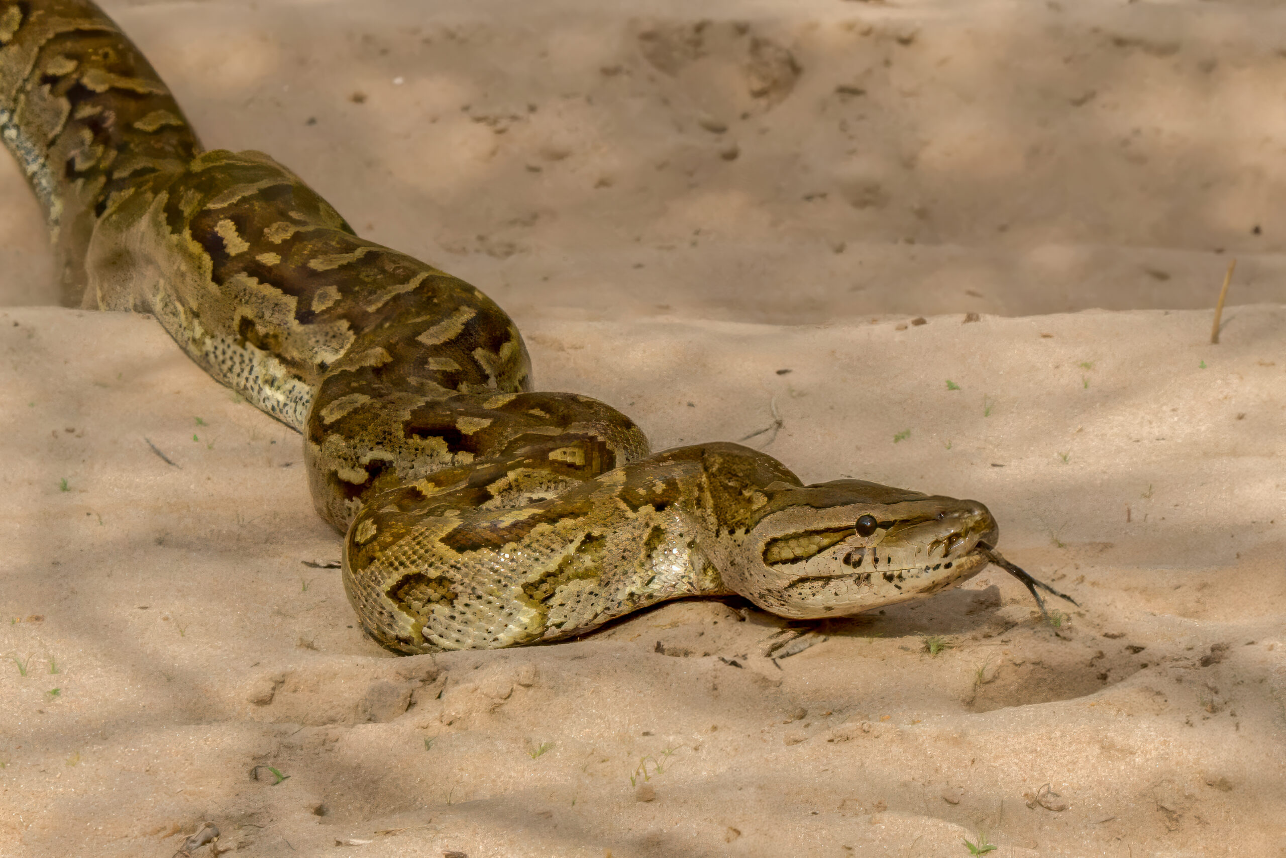 Sørlig Klippepyton (Python natalensis) @ Tembe Elephant Park, Sør-Afrika. Foto: Håvard Rosenlund