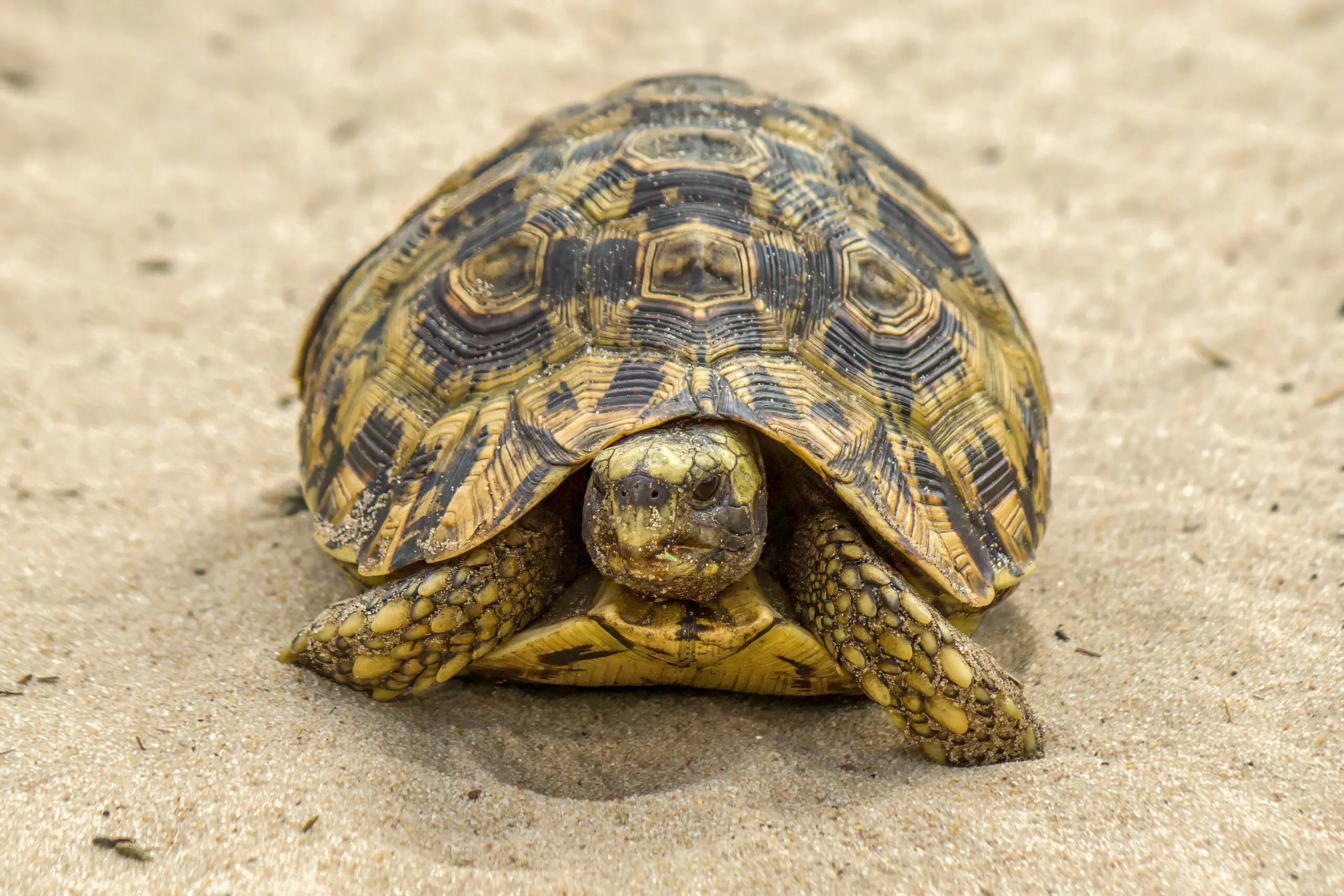 Eastern Hinge-back Tortoise (Kinixys zombensis) @ Tembe Elephant Park, South Africa. Photo: Håvard Rosenlund