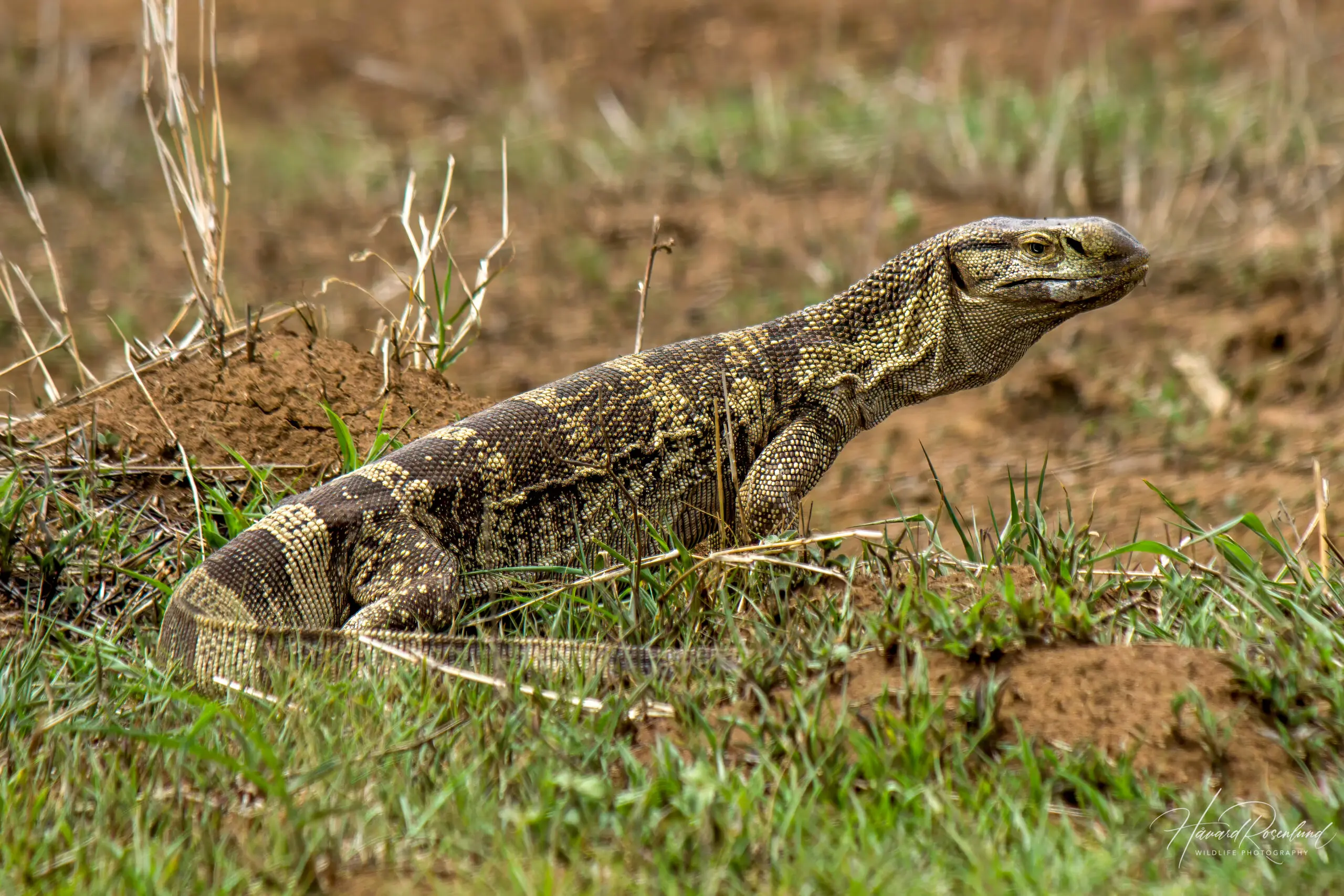 Rock Monitor @ Munyawana Game Reserve, South Africa. Photo: Håvard Rosenlund