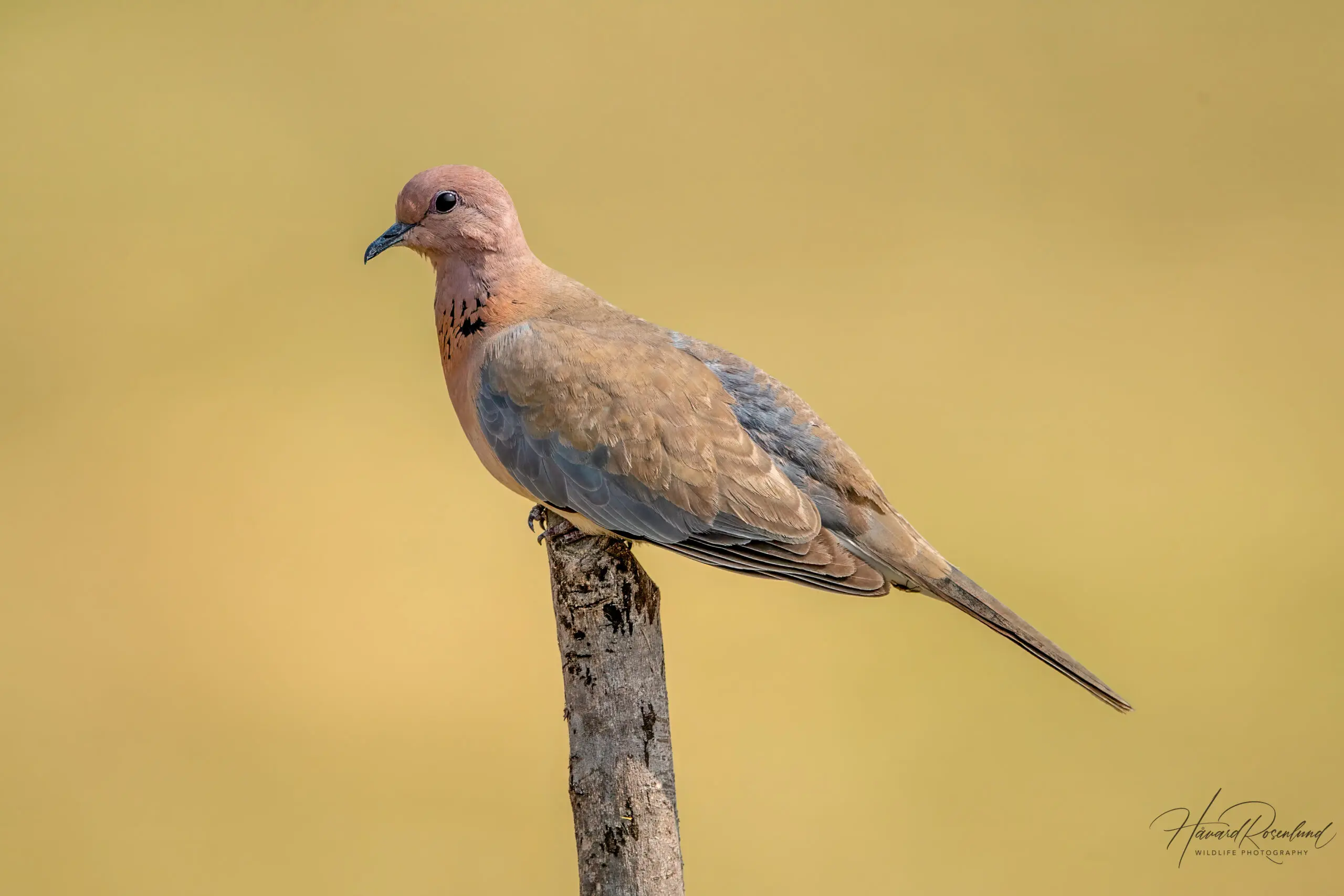 Laughing Dove @ Satpura National Park, India. Photo: Håvard Rosenlund