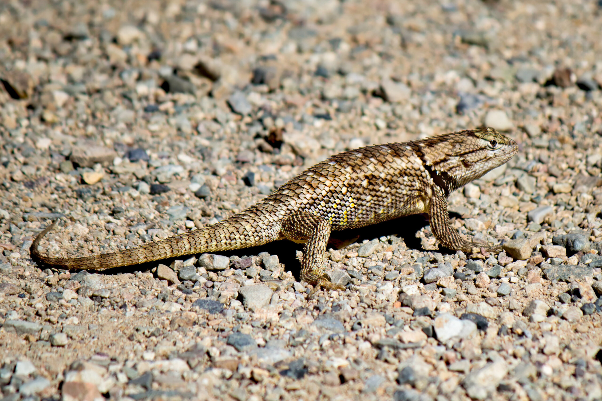 Ørkentorniguan (Sceloporus magister) @ Sonoraørkenen, Arizona, USA. Foto: Håvard Rosenlund