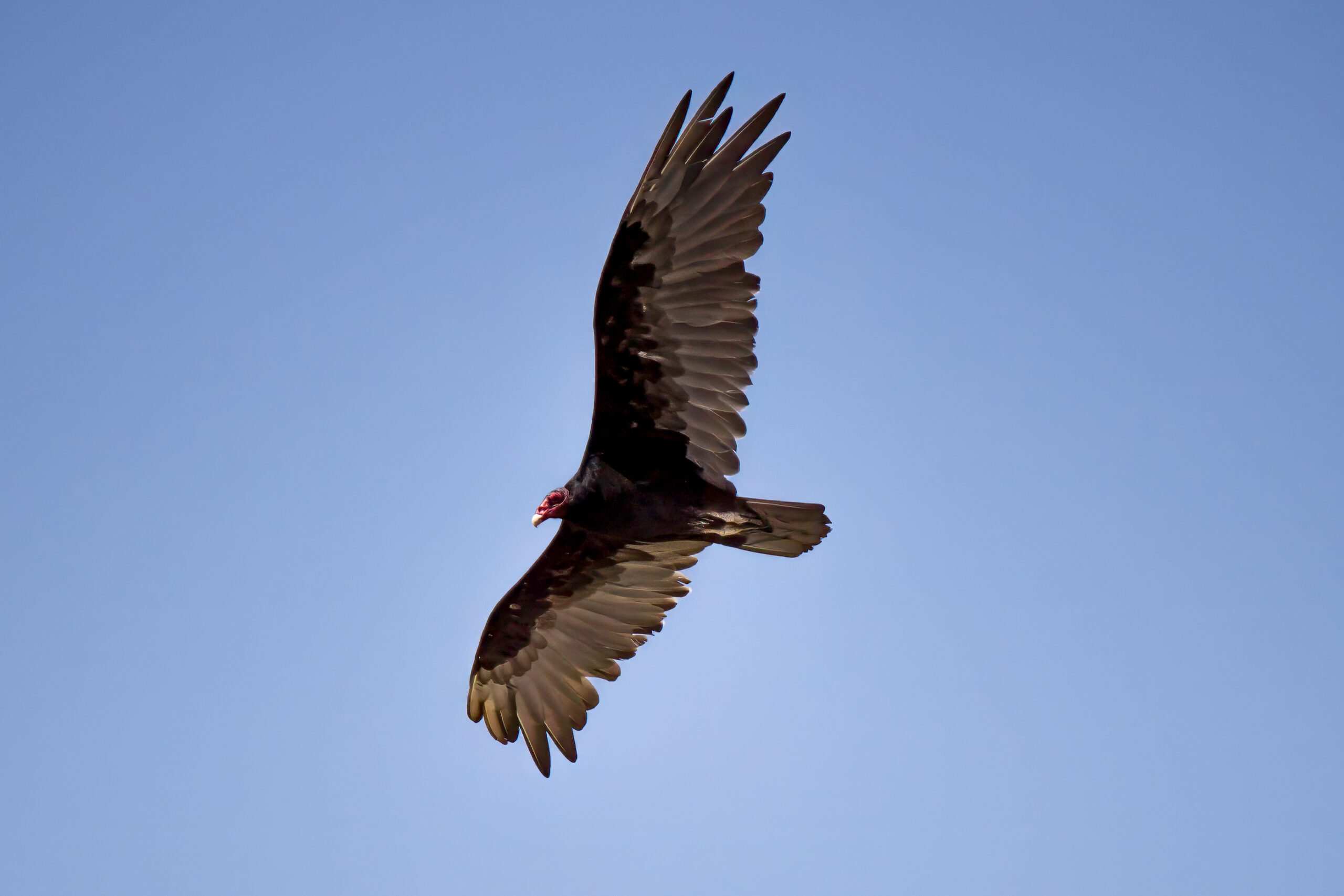 Turkey Vulture (Cathartes aura) @ Sonoran Desert, Arizona, USA. Photo: Håvard Rosenlund