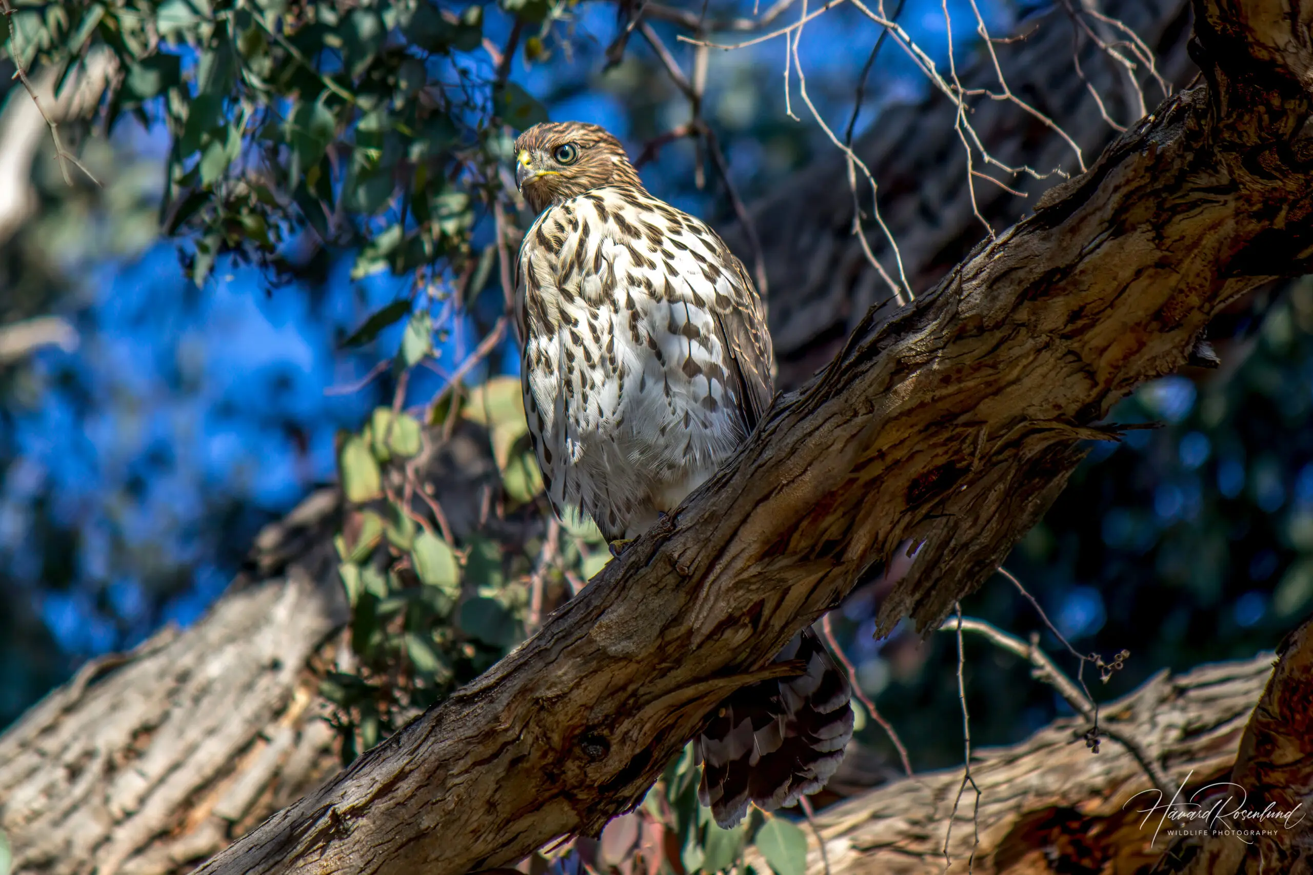 Cooper's Hawk - Juvenile @ San Diego, California, USA. Photo: Håvard Rosenlund