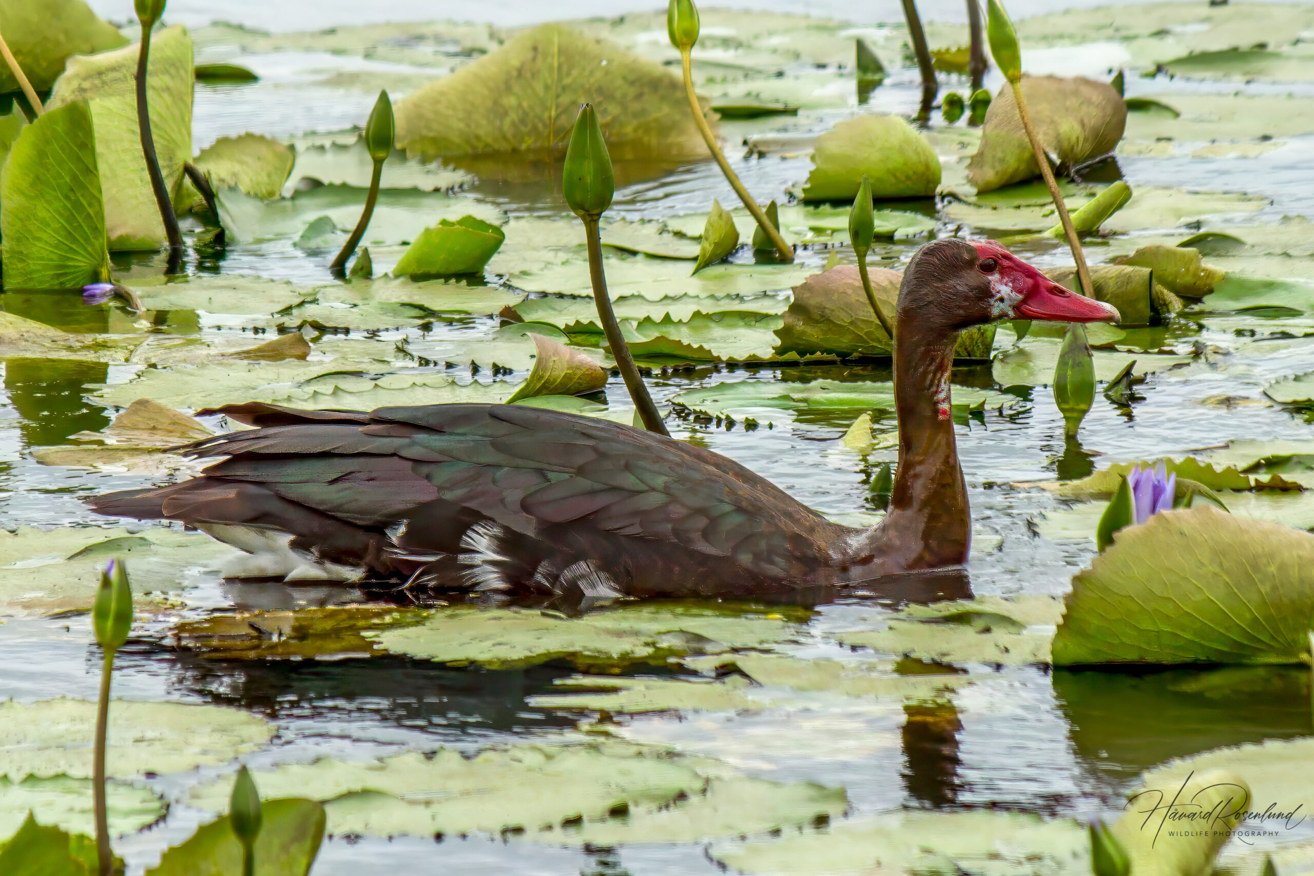 Spur-winged Goose @ Western Shores - iSimangaliso Wetland Park, South Africa. Photo: Håvard Rosenlund