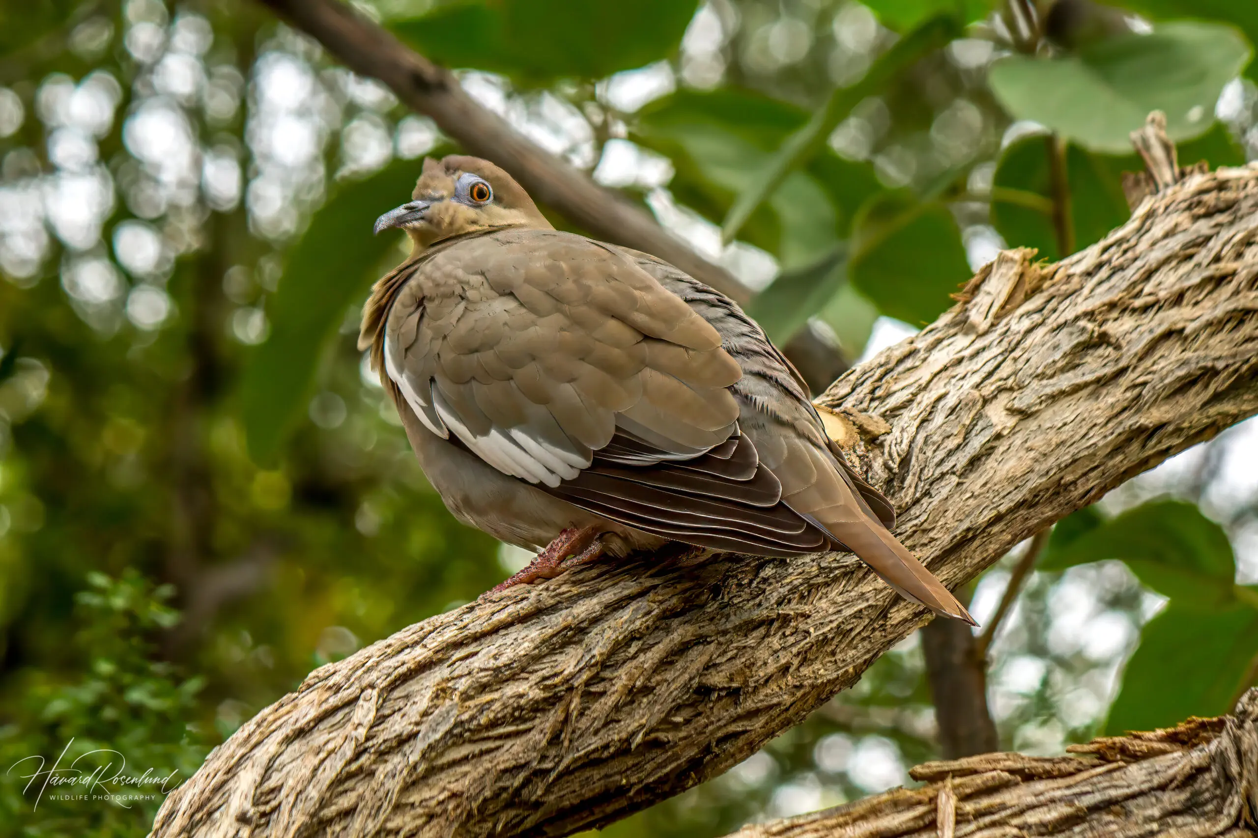 White-winged Dove @ Sonoran Desert, Arizona, USA. Photo: Håvard Rosenlund