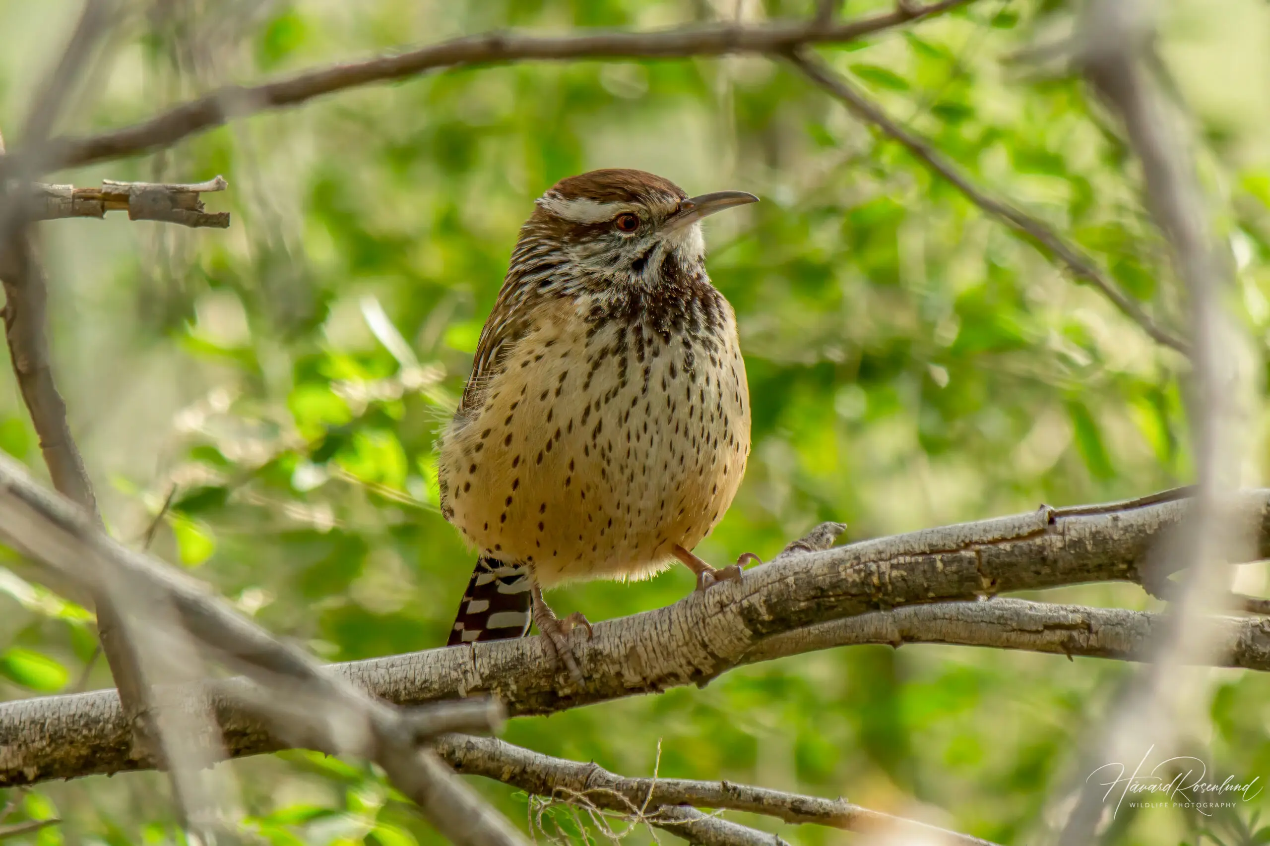 Cactus Wren @ Sonoran Desert, Arizona, USA. Photo: Håvard Rosenlund