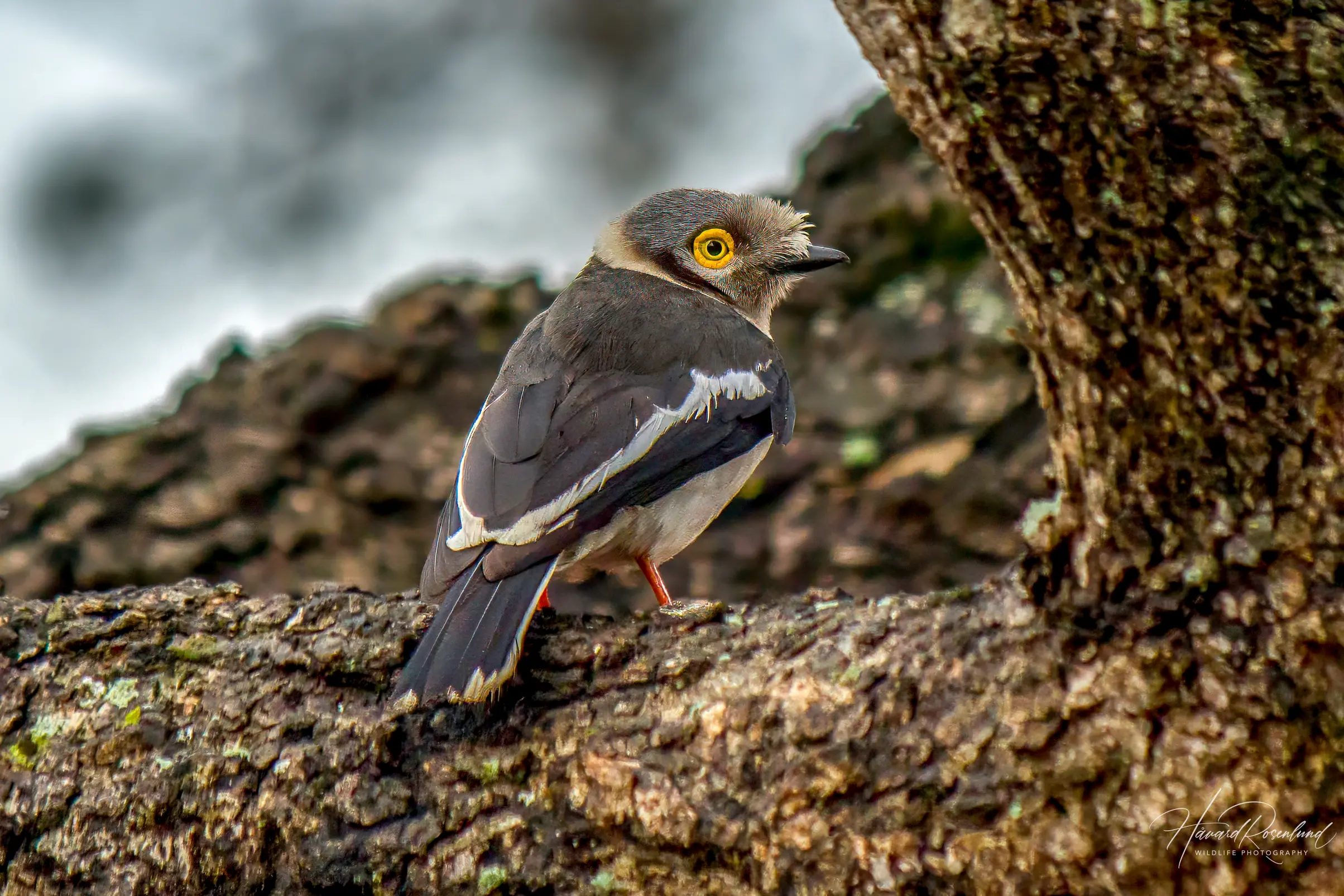 White-crested Helmetshrike @ Ndumo Game Reserve, South Africa. Photo: Håvard Rosenlund