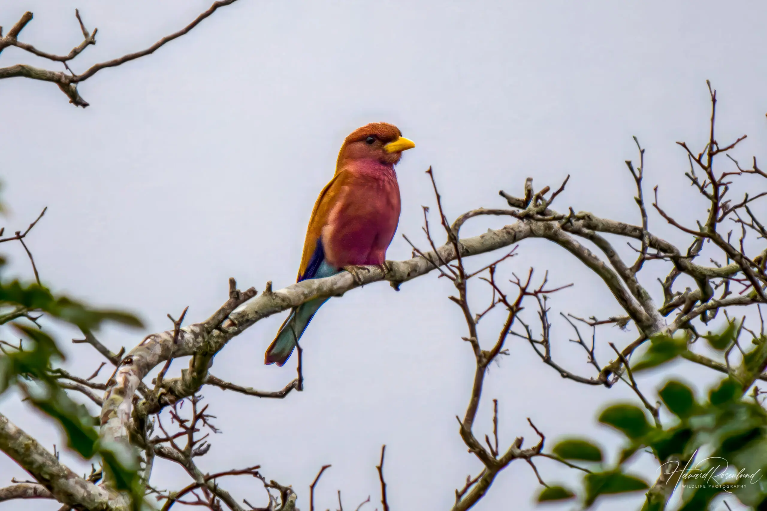 Broad-billed Roller @ Tembe Elephant Park, South Africa. Photo: Håvard Rosenlund