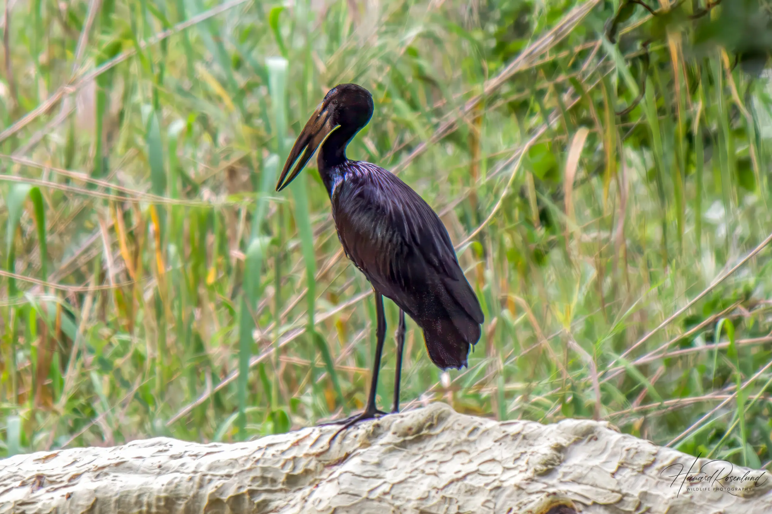 African Openbill @ Ndumo Game Reserve, South Africa. Photo: Håvard Rosenlund