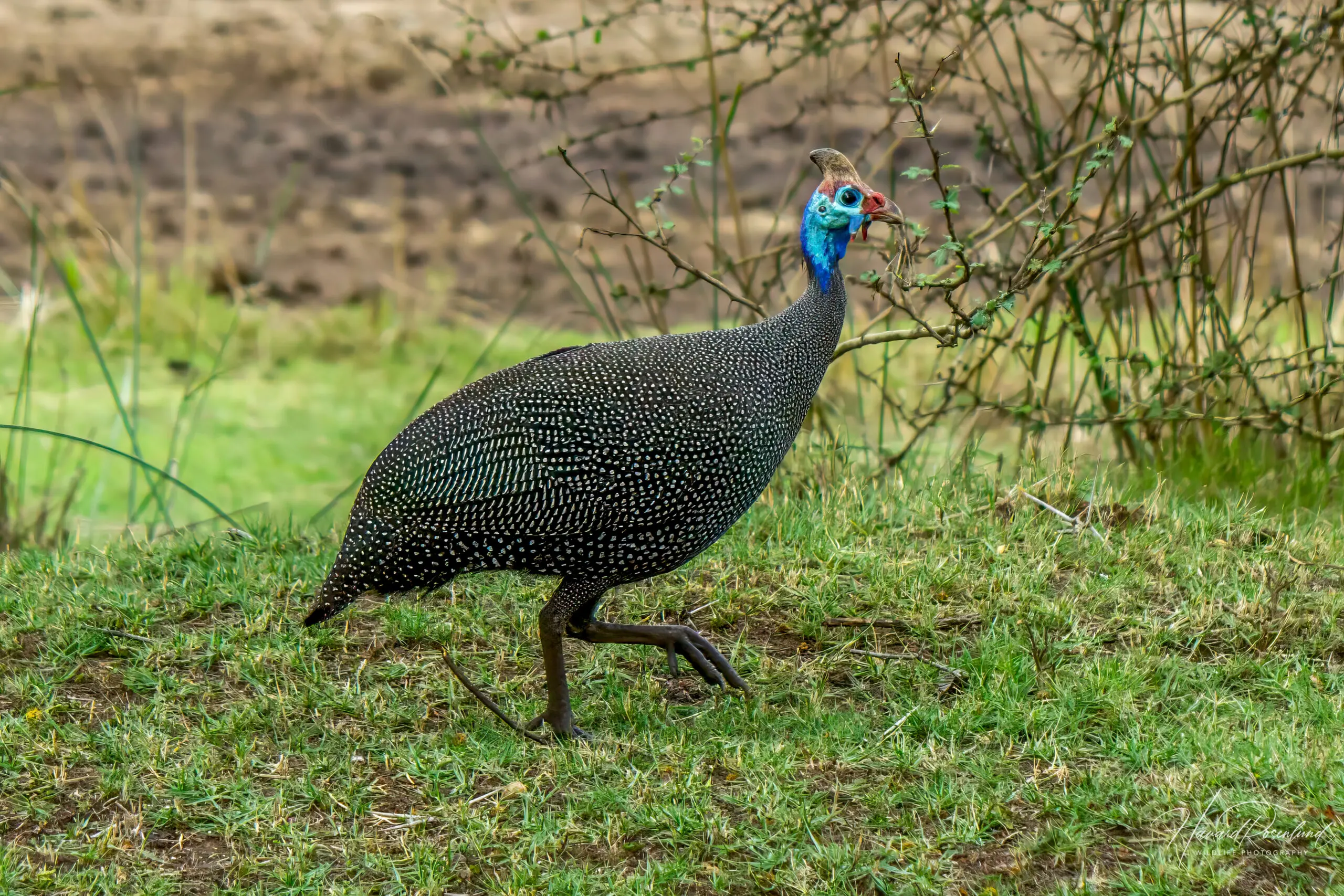 Helmeted Guineafowl @ Ndumo Game Reserve, South Africa. Photo: Håvard Rosenlund