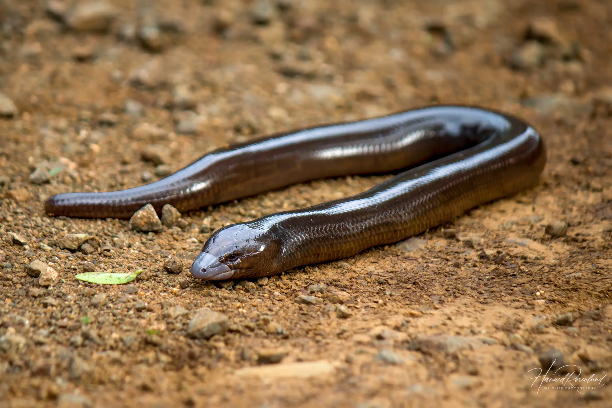 Giant Legless Skink (Acontias plumbeus) @ Ndumo Game Reserve, South Africa. Photo: Håvard Rosenlund