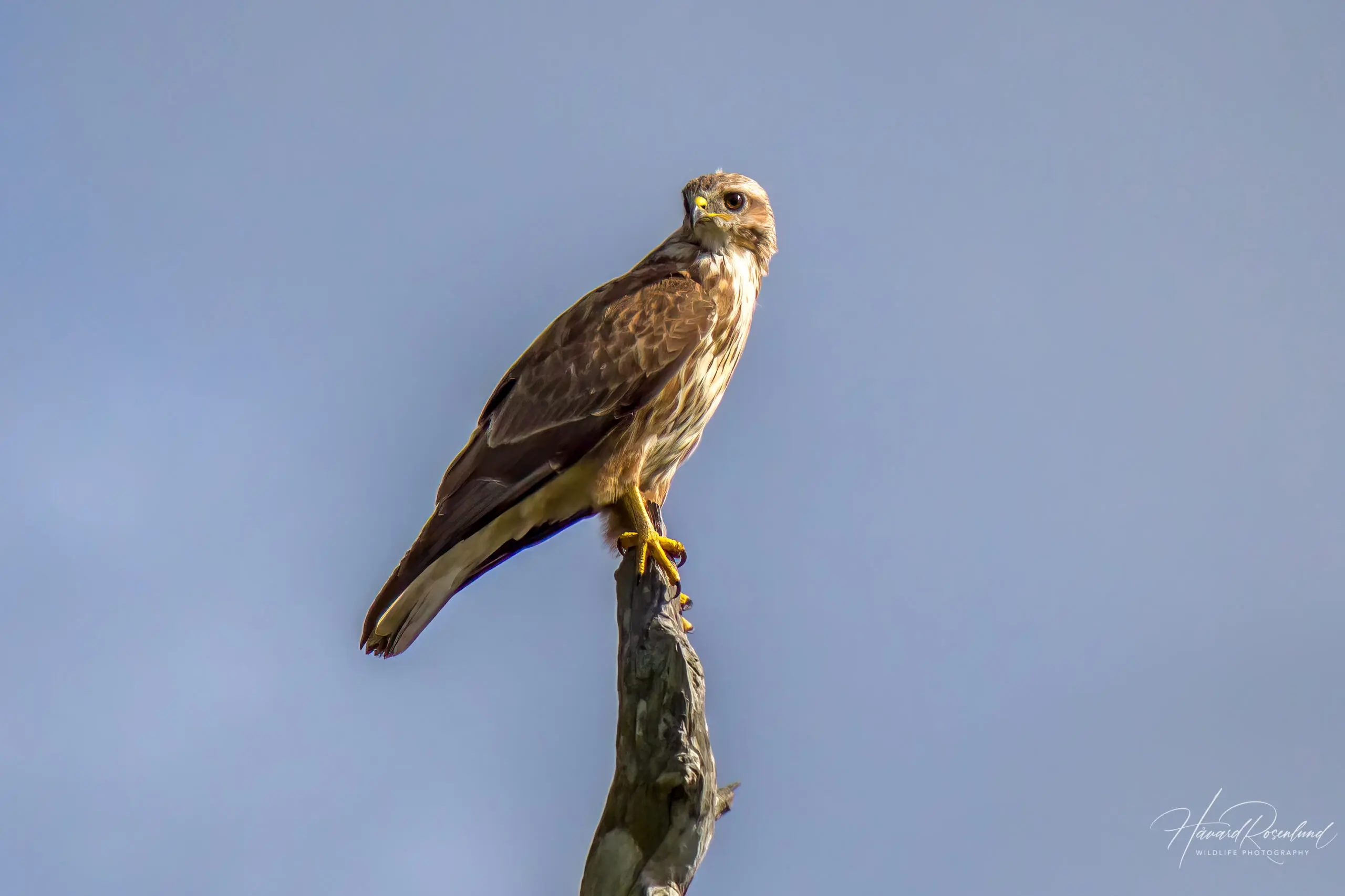 Forest Buzzard (Buteo trizonatus) @ Tembe Elephant Park, South Africa. Photo: Håvard Rosenlund