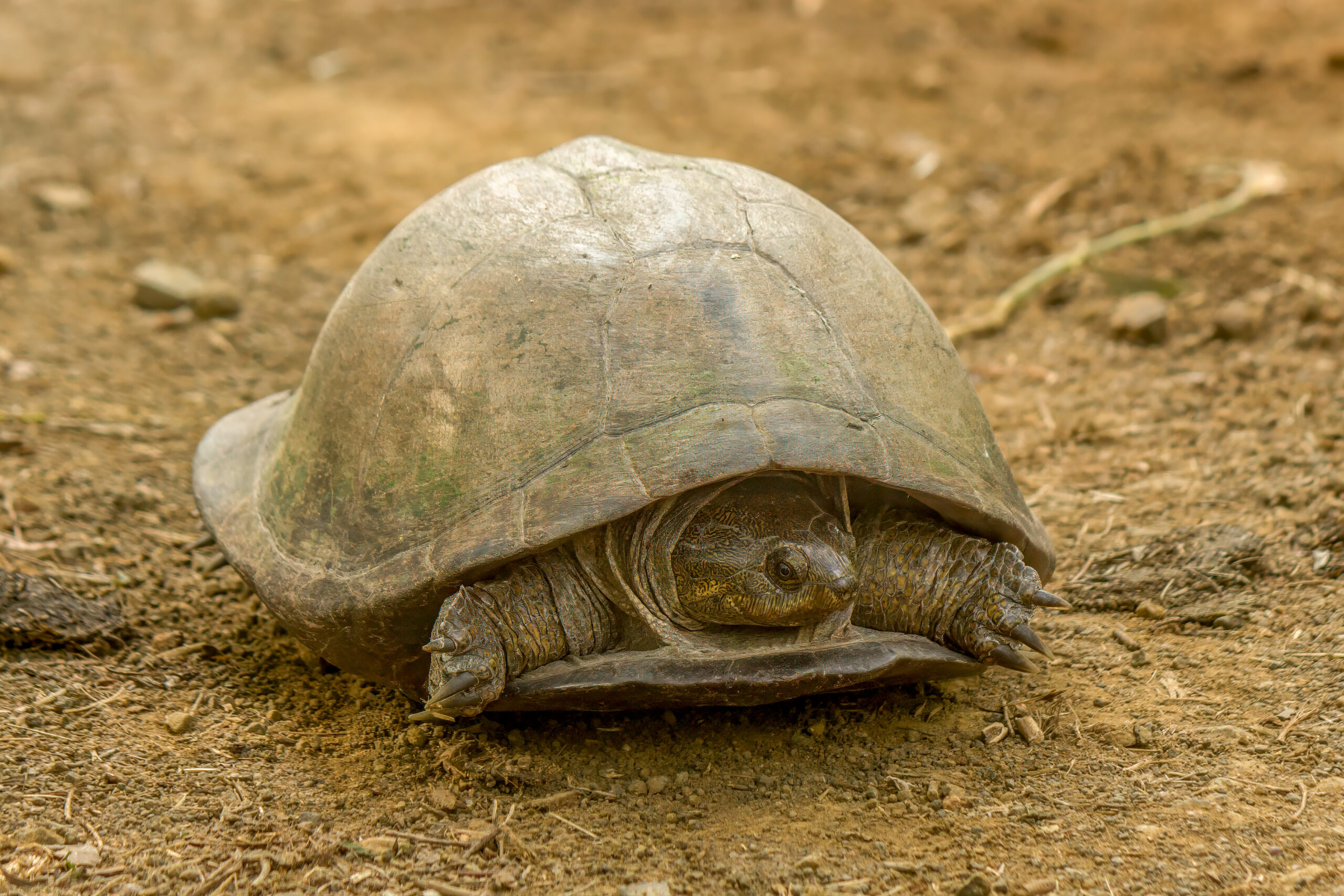 Serrated Hinged Terrapin (Pelusios sinuatus) @ Munyawana Game Reserve, South Africa. Photo: Håvard Rosenlund