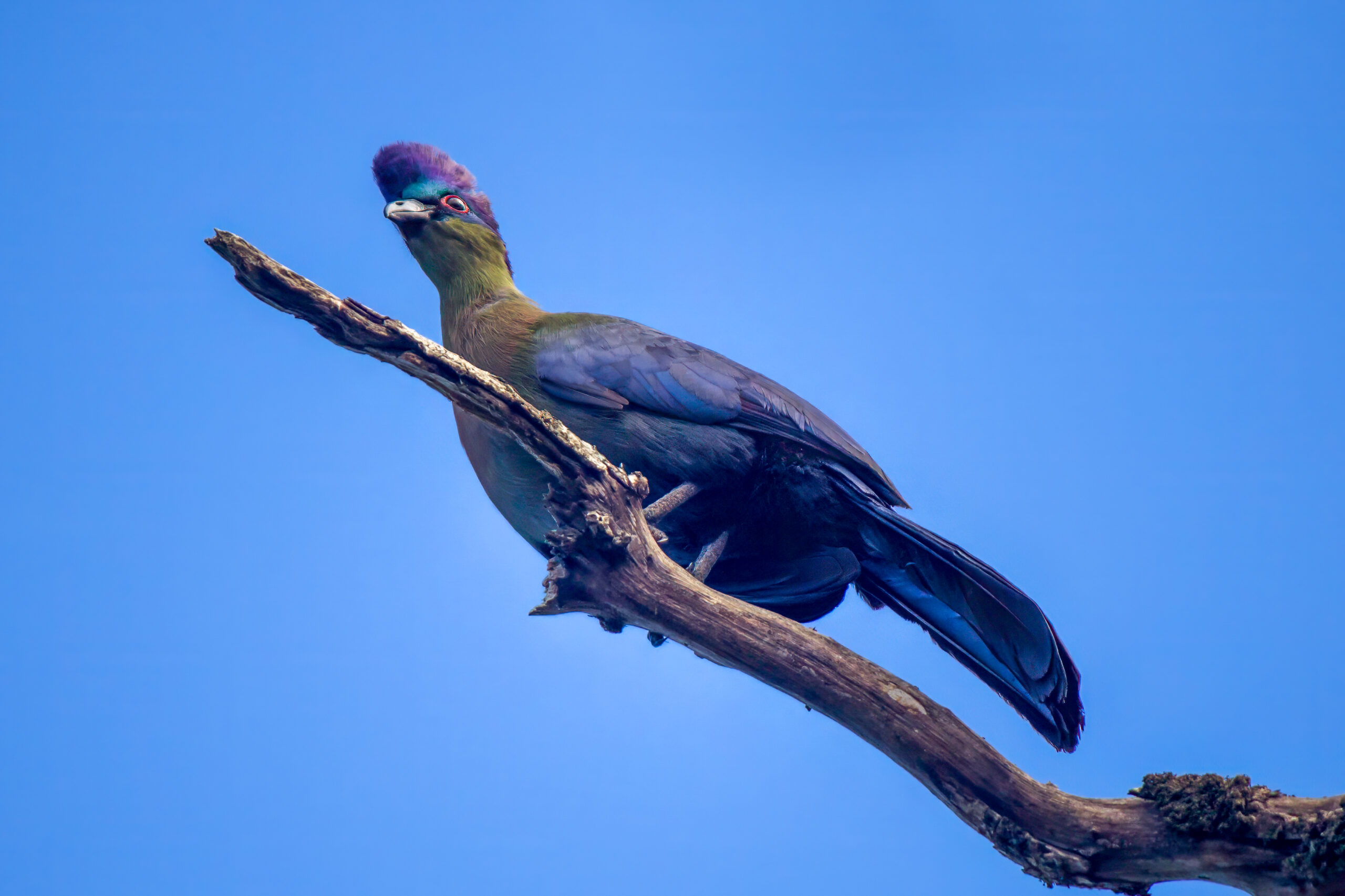 Purple-crested Turaco (Gallirex porphyreolophus) @ St Lucia Estuary, South Africa. Photo: Håvard Rosenlund