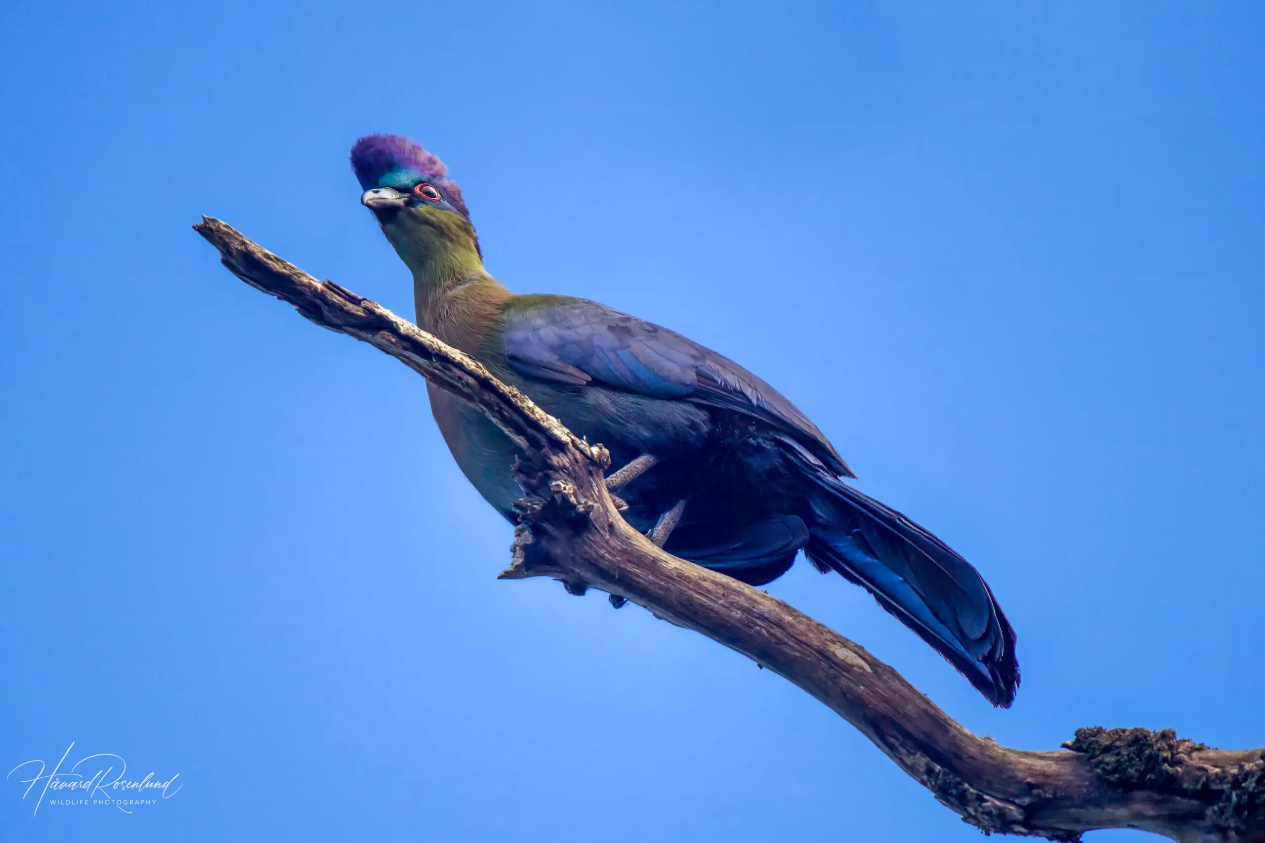 Purple-crested Turaco @ St Lucia Estuary, South Africa. Photo: Håvard Rosenlund