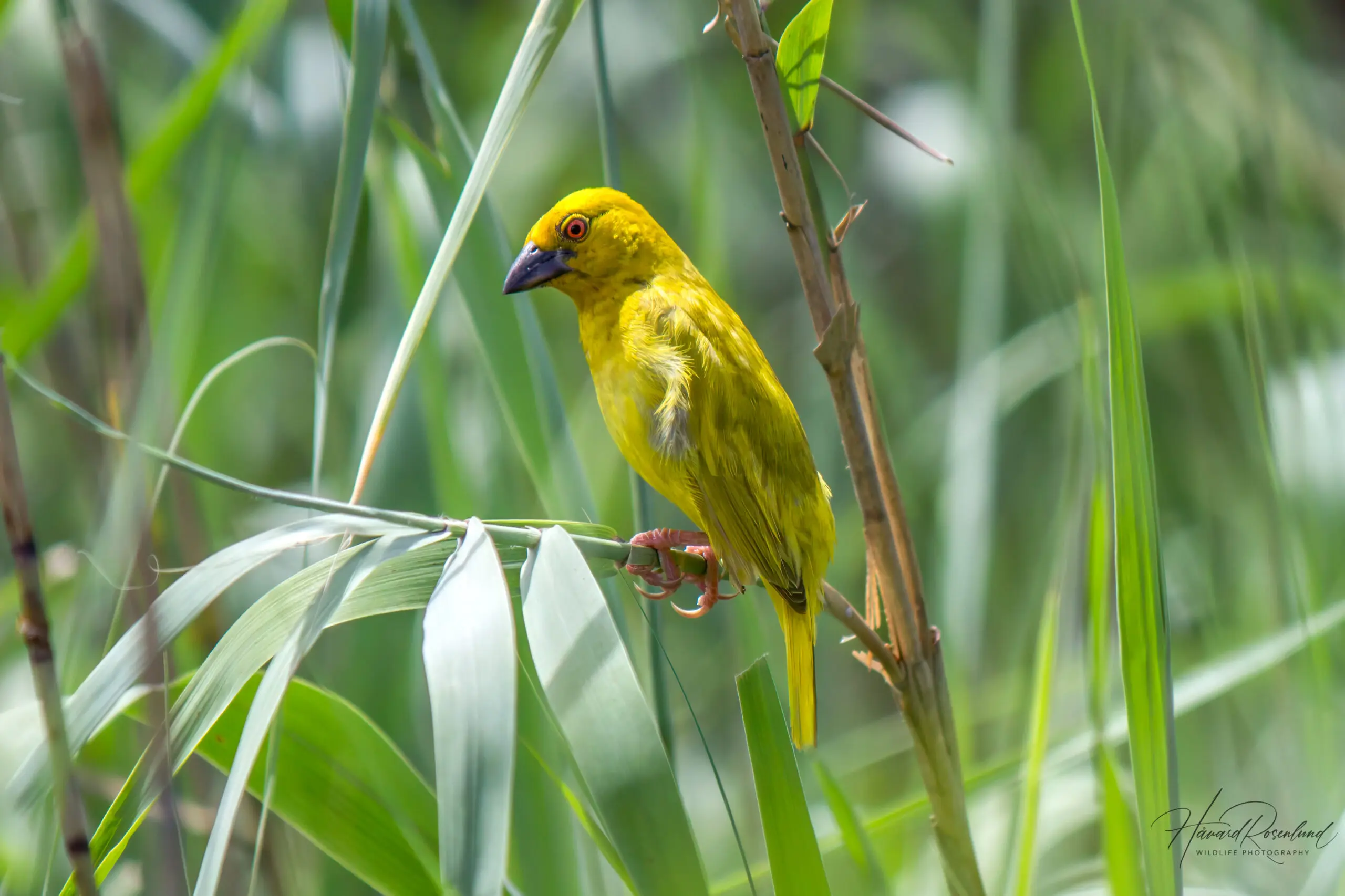 African Golden Weaver @ St Lucia Estuary, South Africa. Photo: Håvard Rosenlund